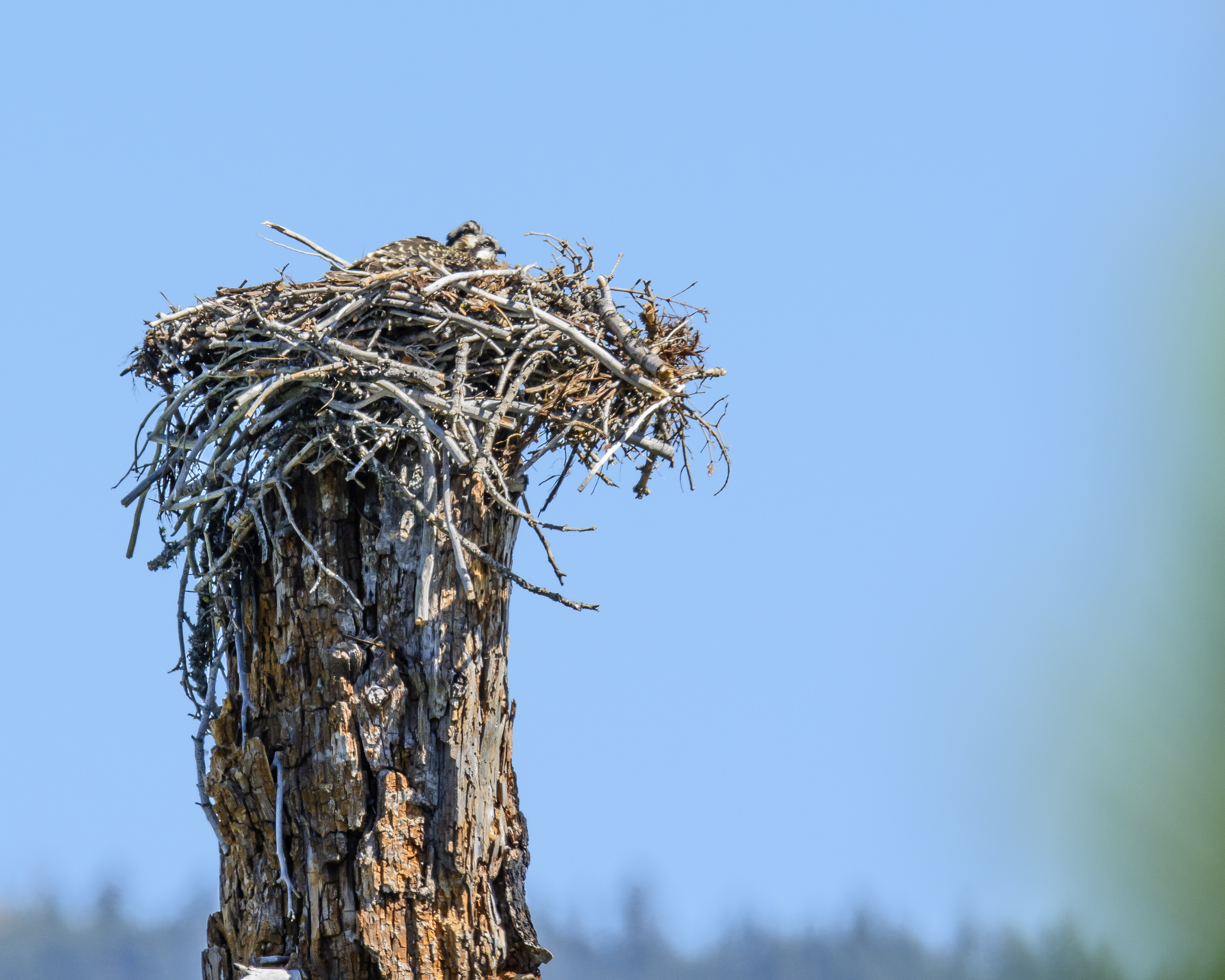 Osprey Nest-2465