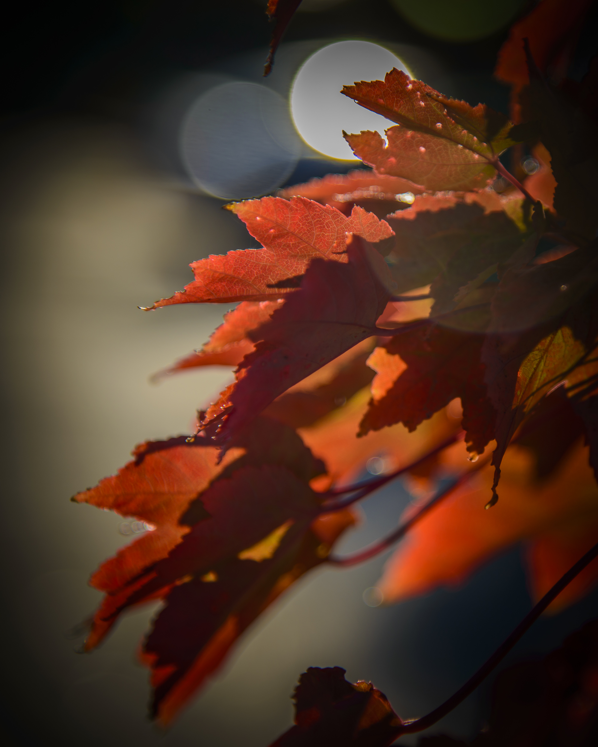 autumn leaves-0329