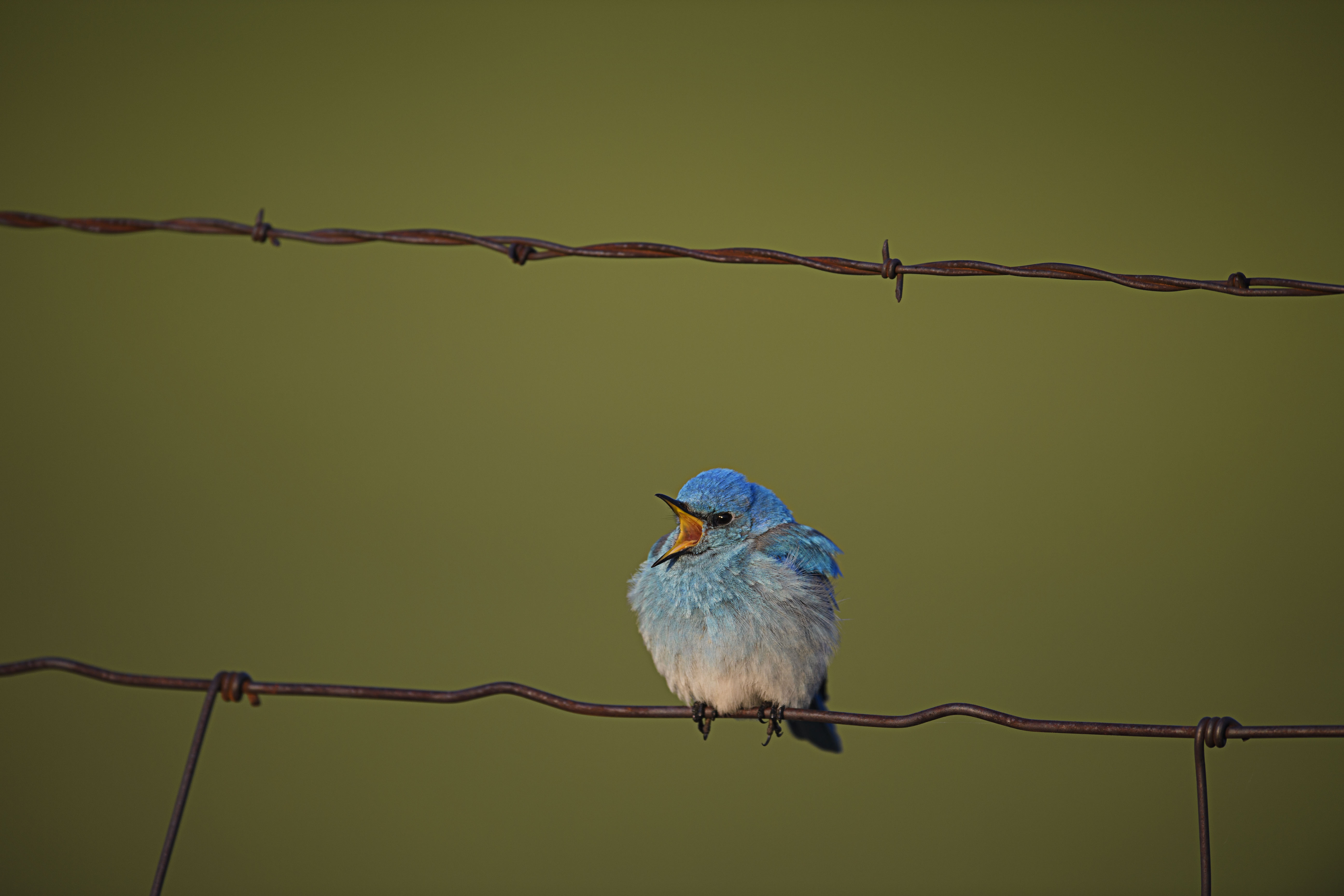 Bluebird Singing