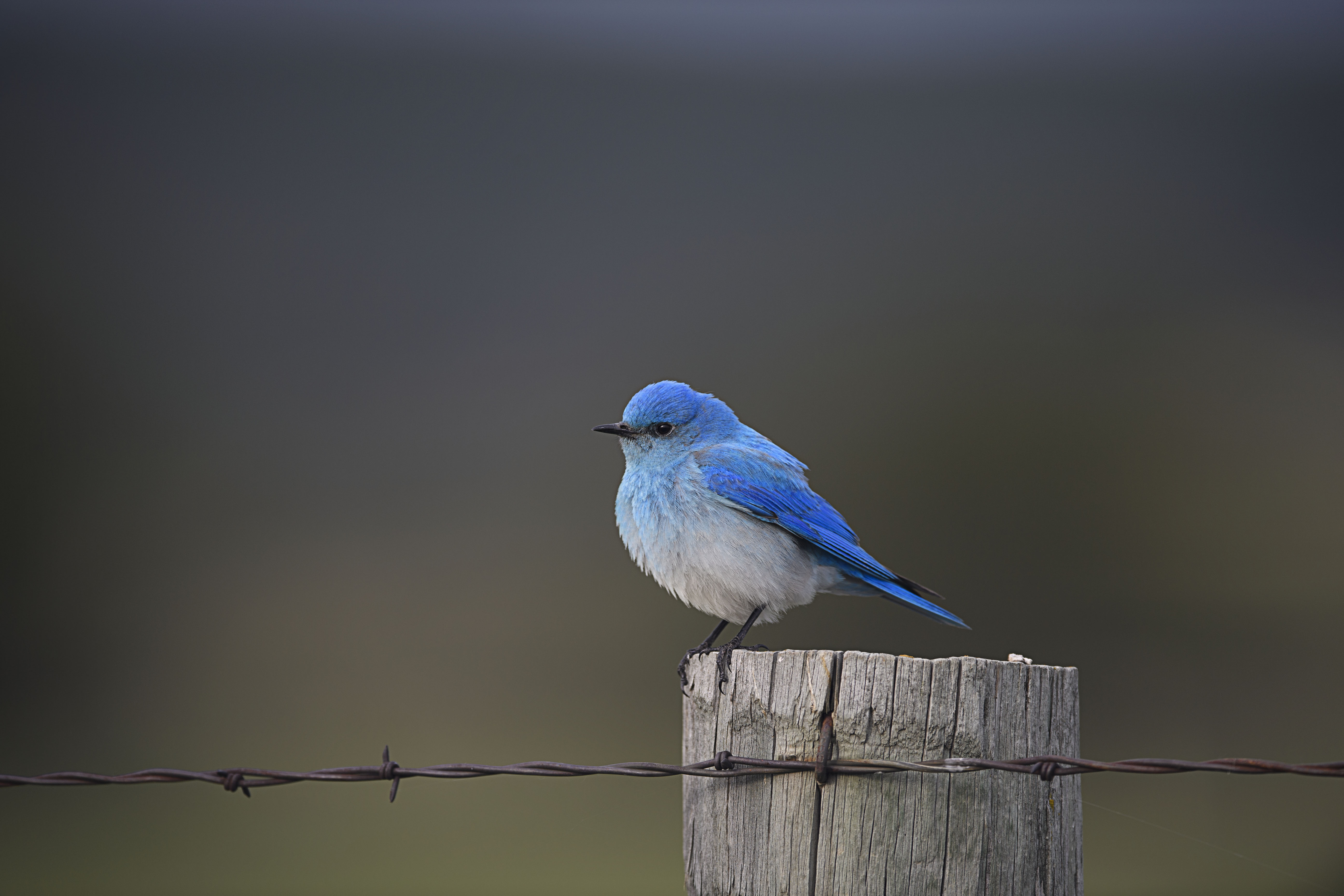 Mountain Bluebird on Post.jpg