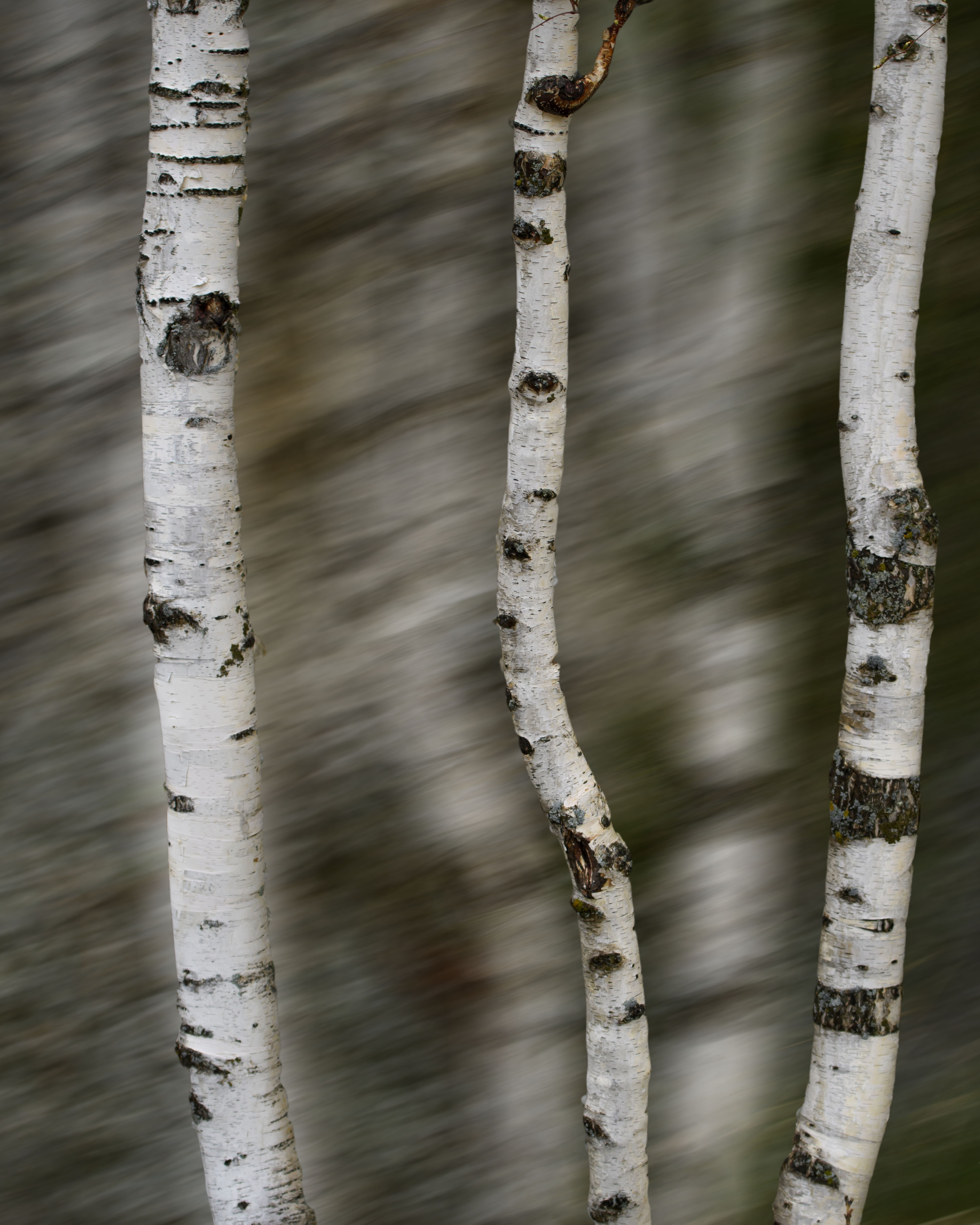 Three Birch Tree Trunks.jpg