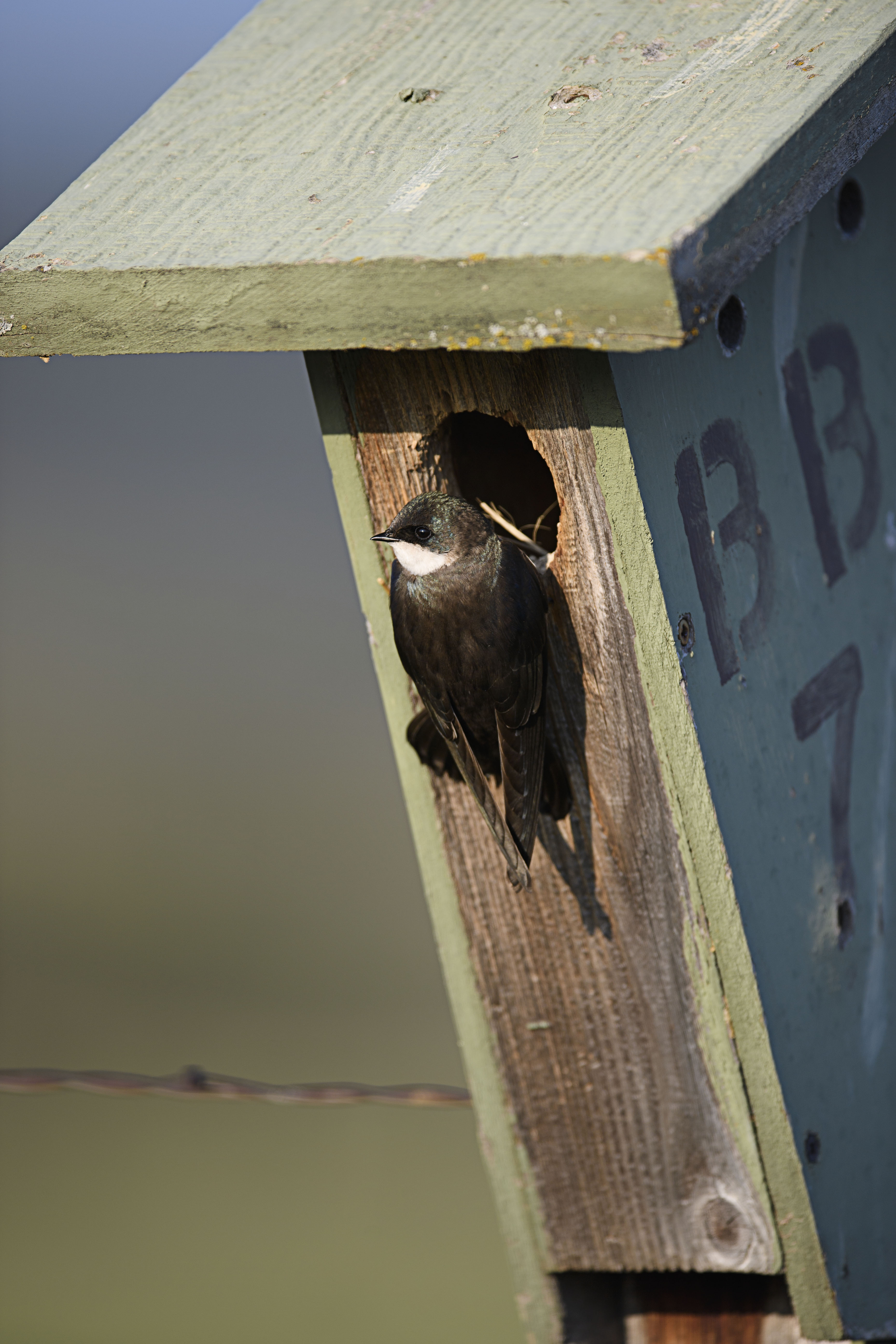 Tree Swallow at nest box