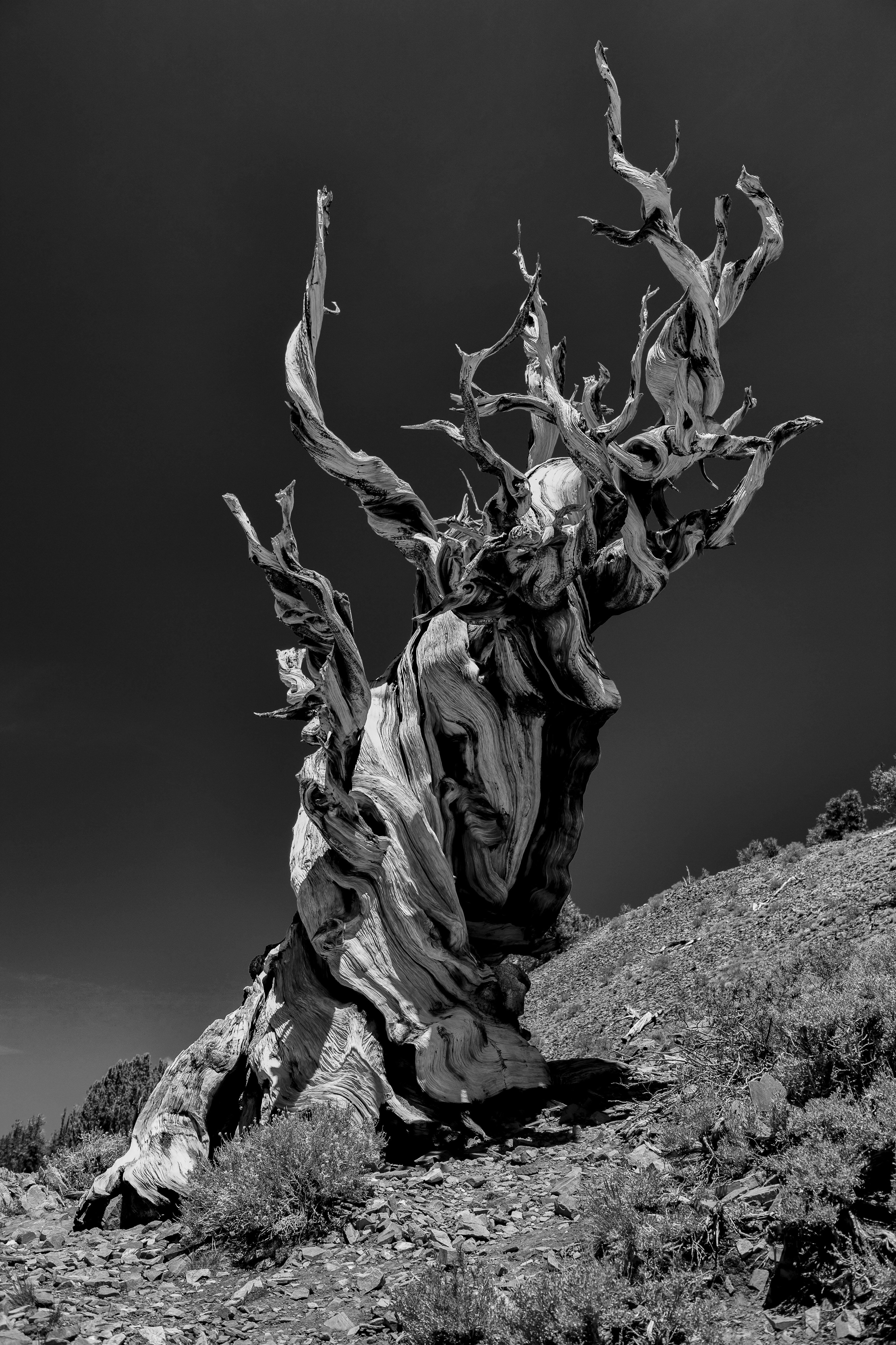Bristlecone Pine.jpg
