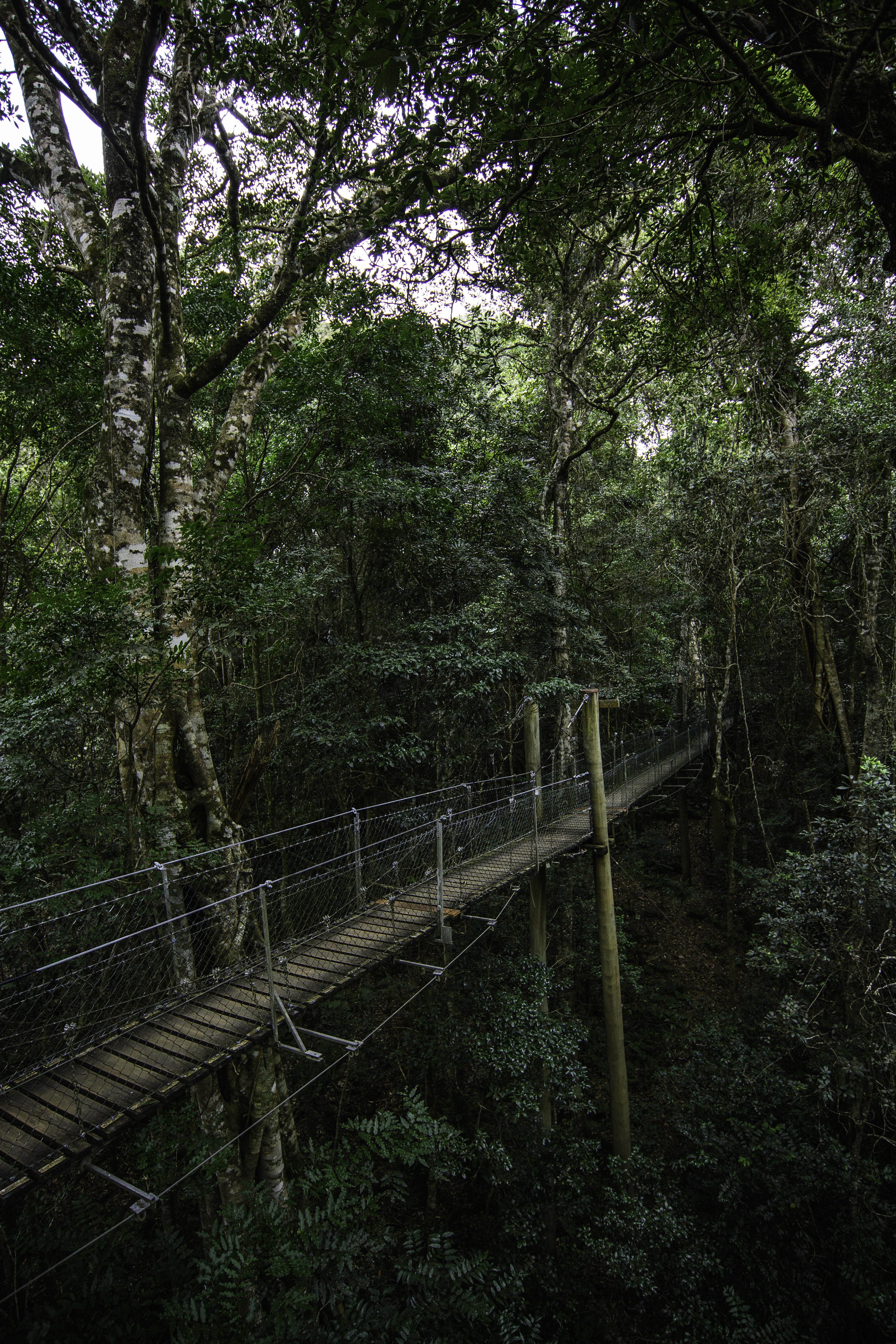 Rainforest tree walk