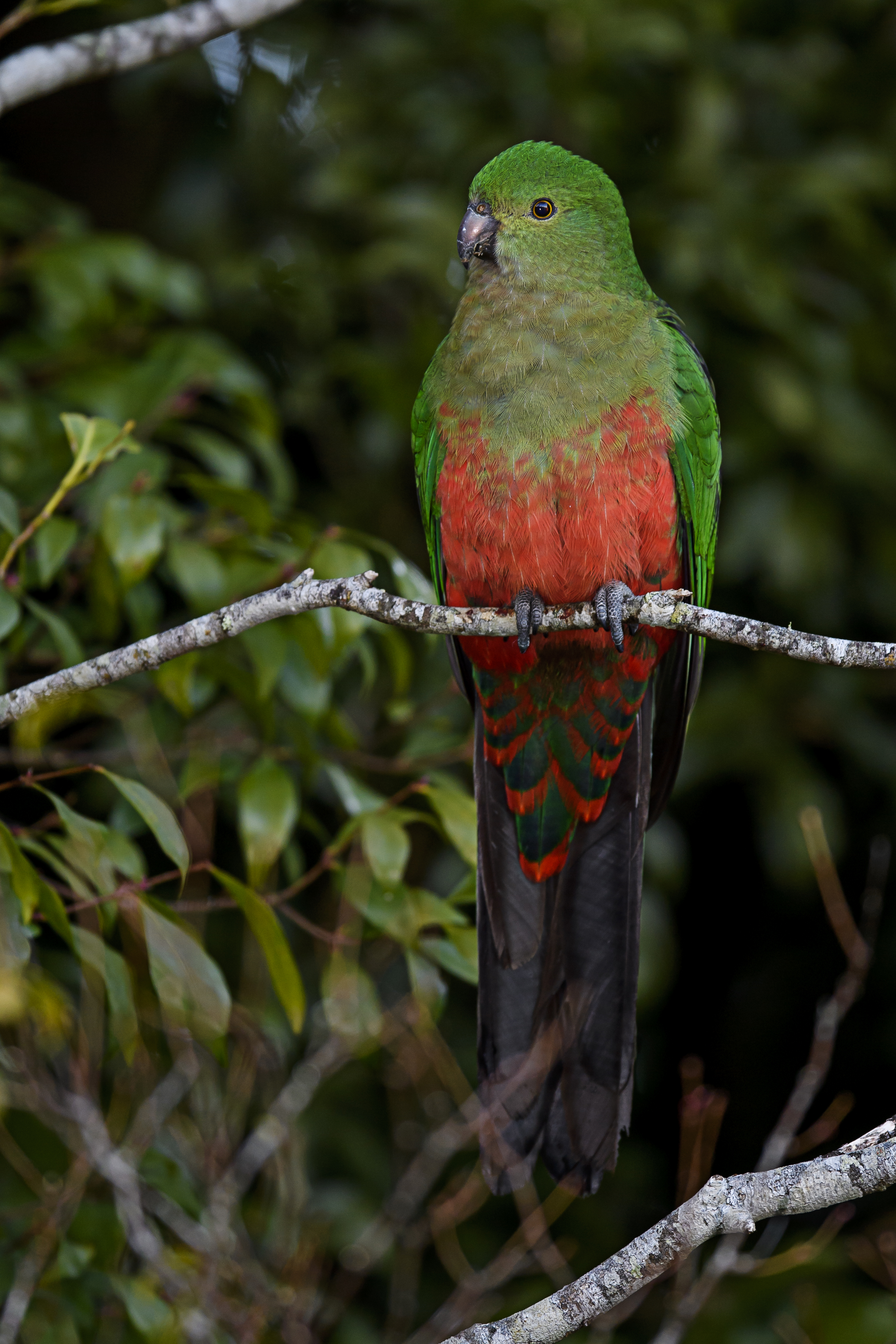 australian-king-parrot-male