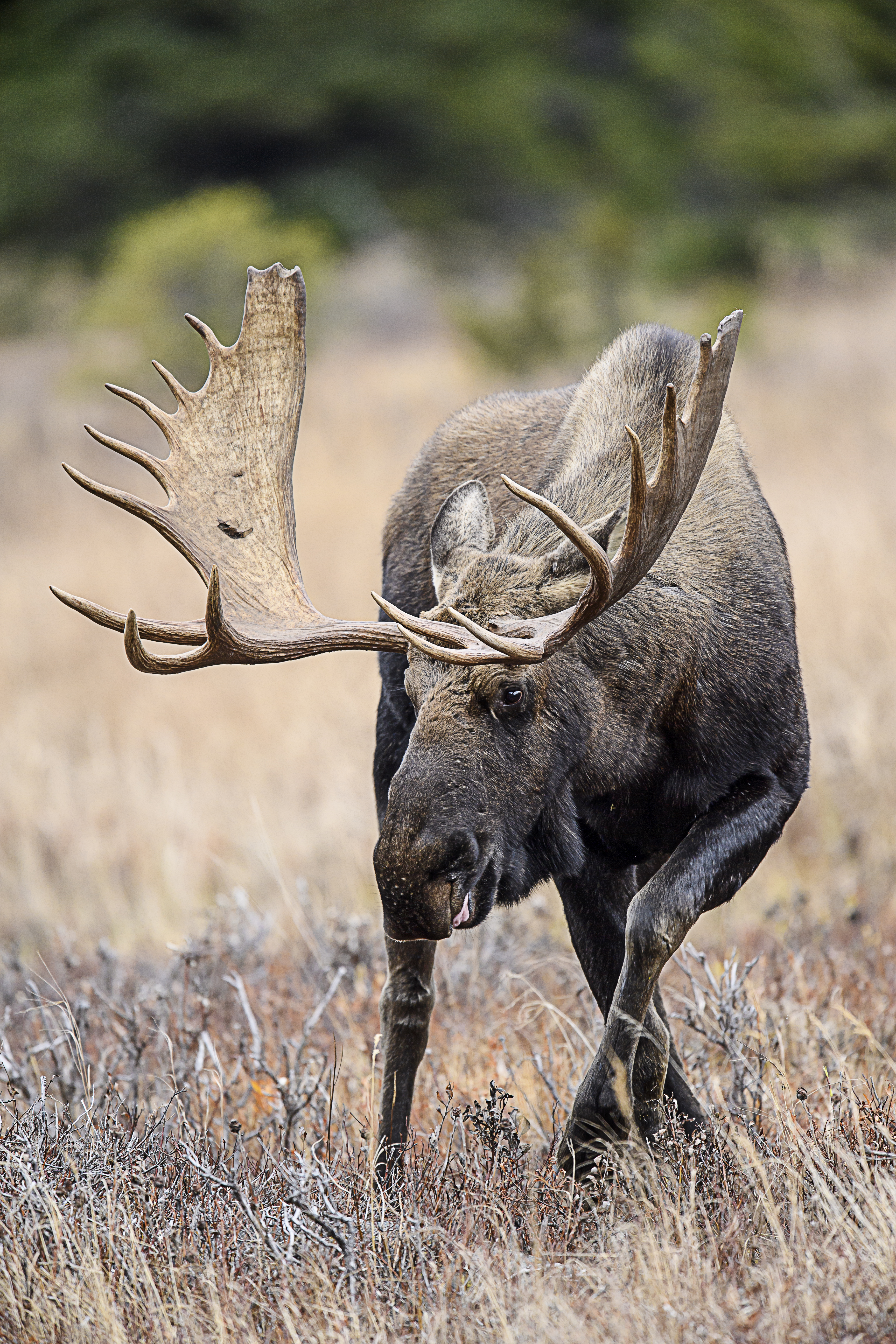 moose on the move.jpg