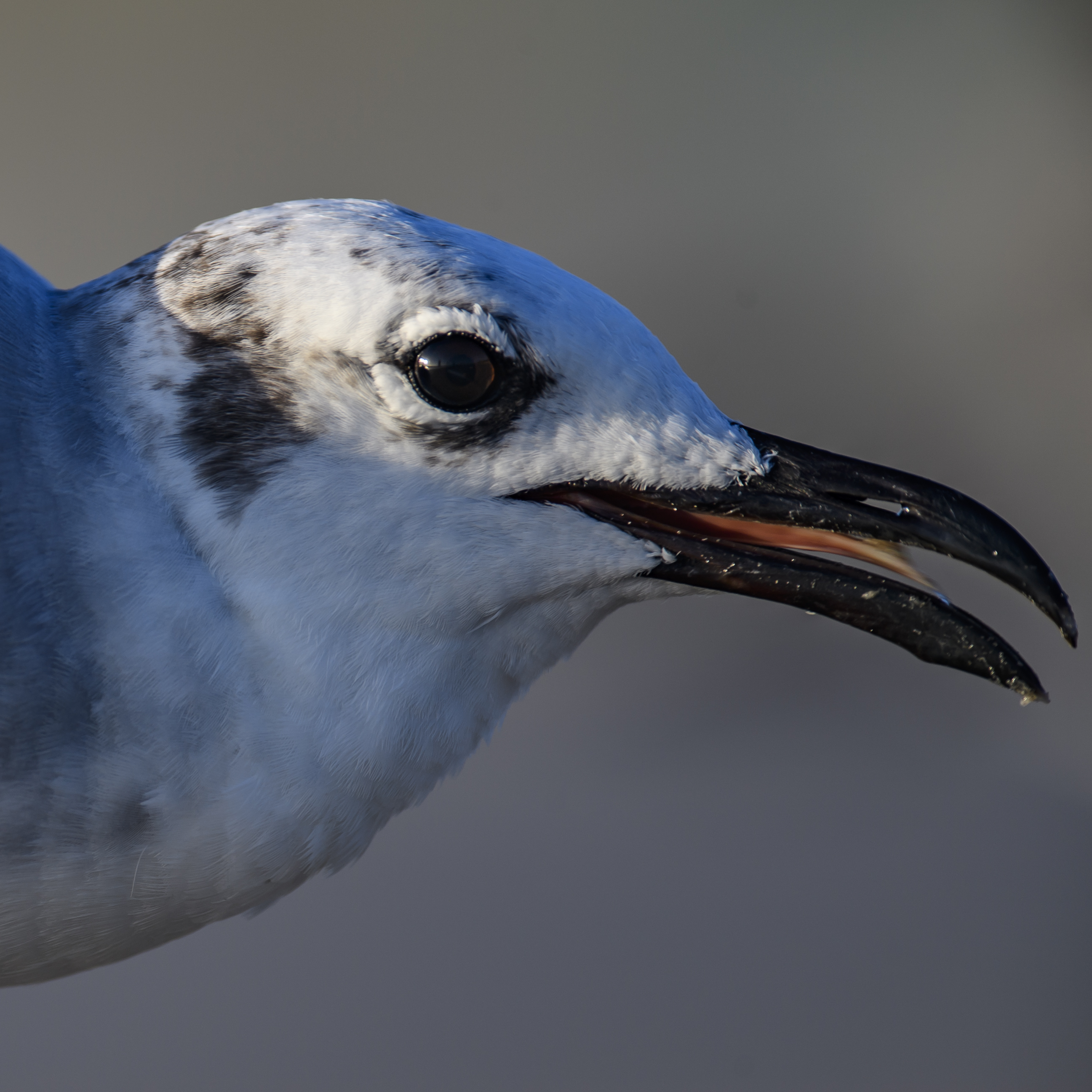 Gull closeup.jpg