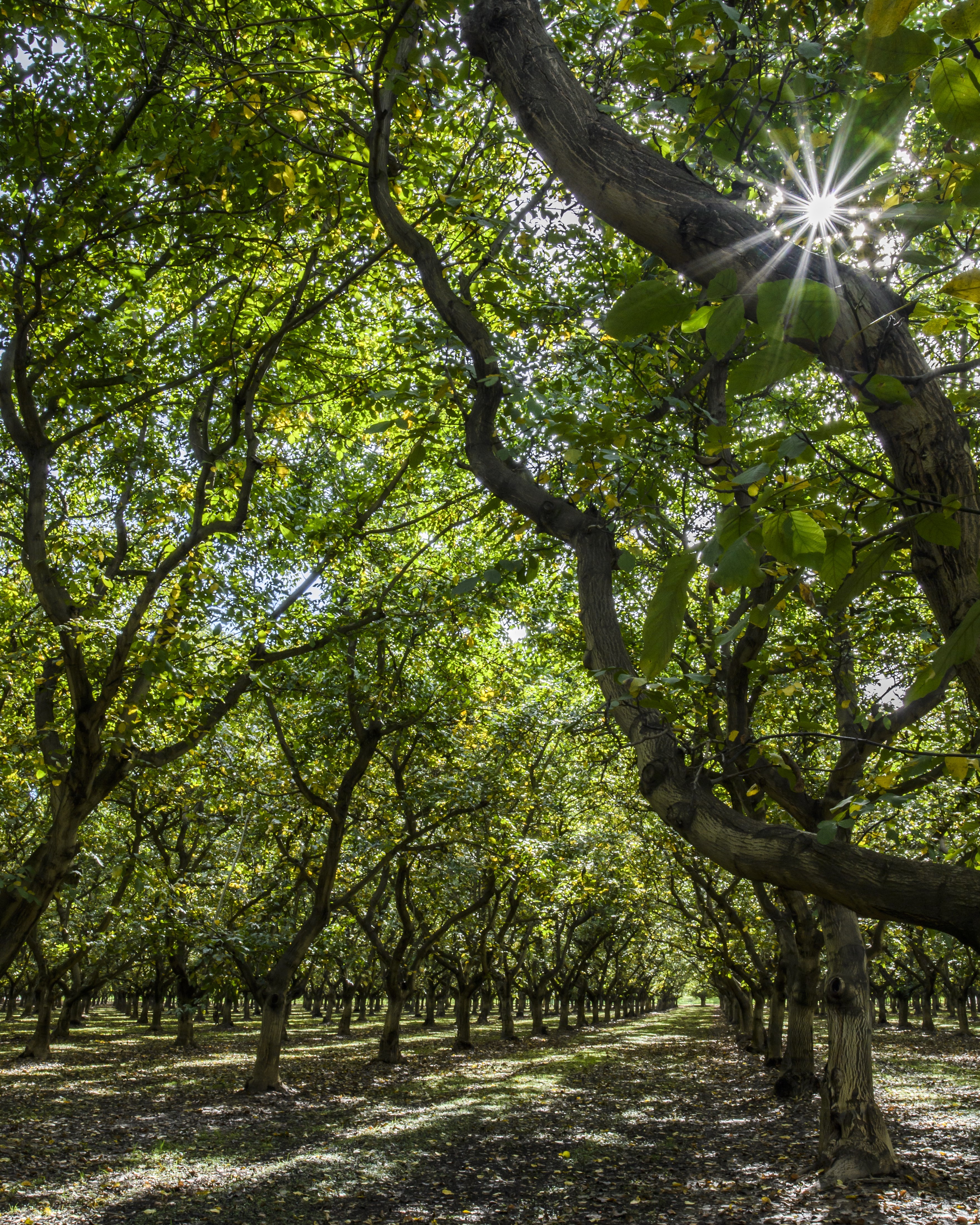 walnut-orchard
