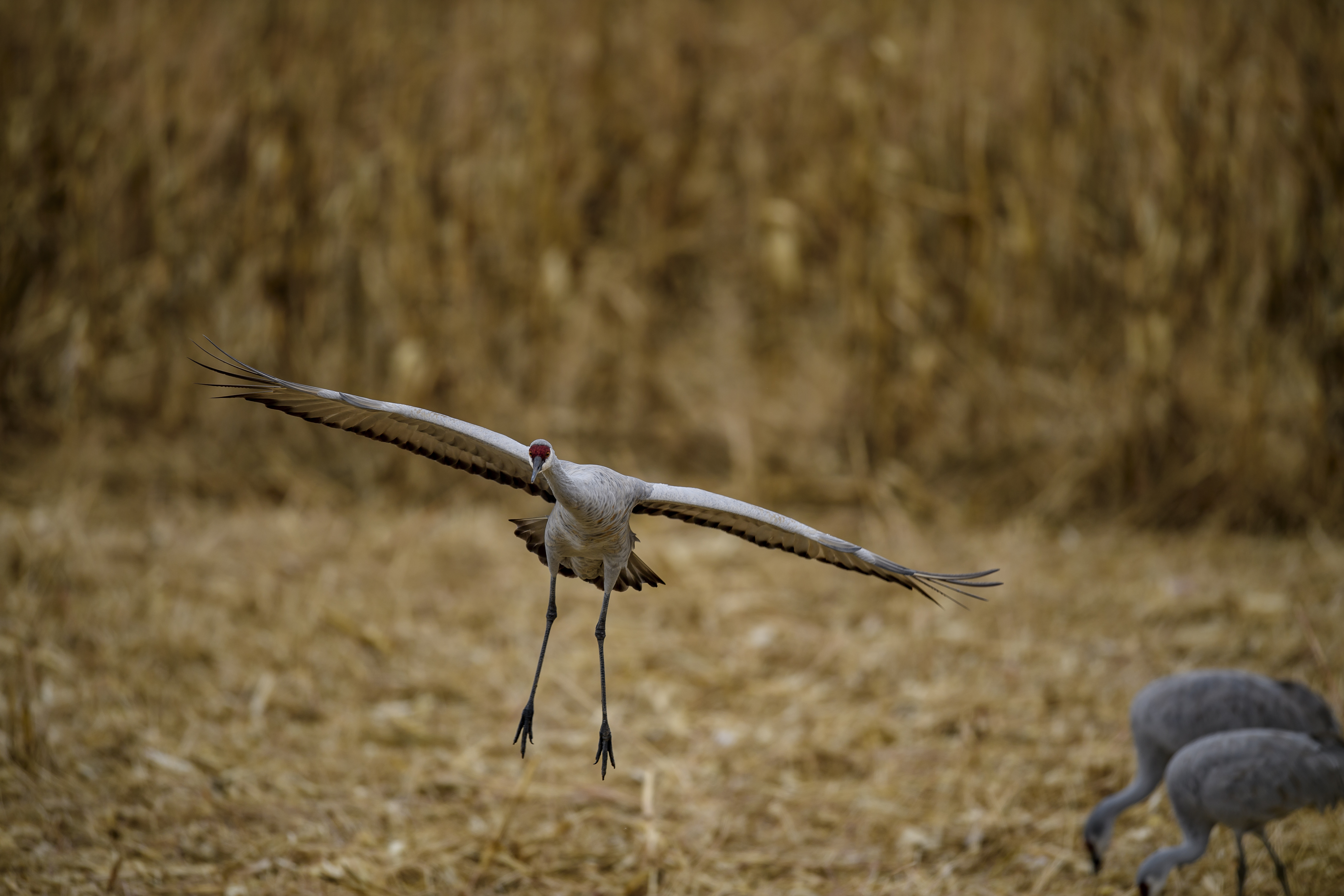 Landing Gear Down.jpg
