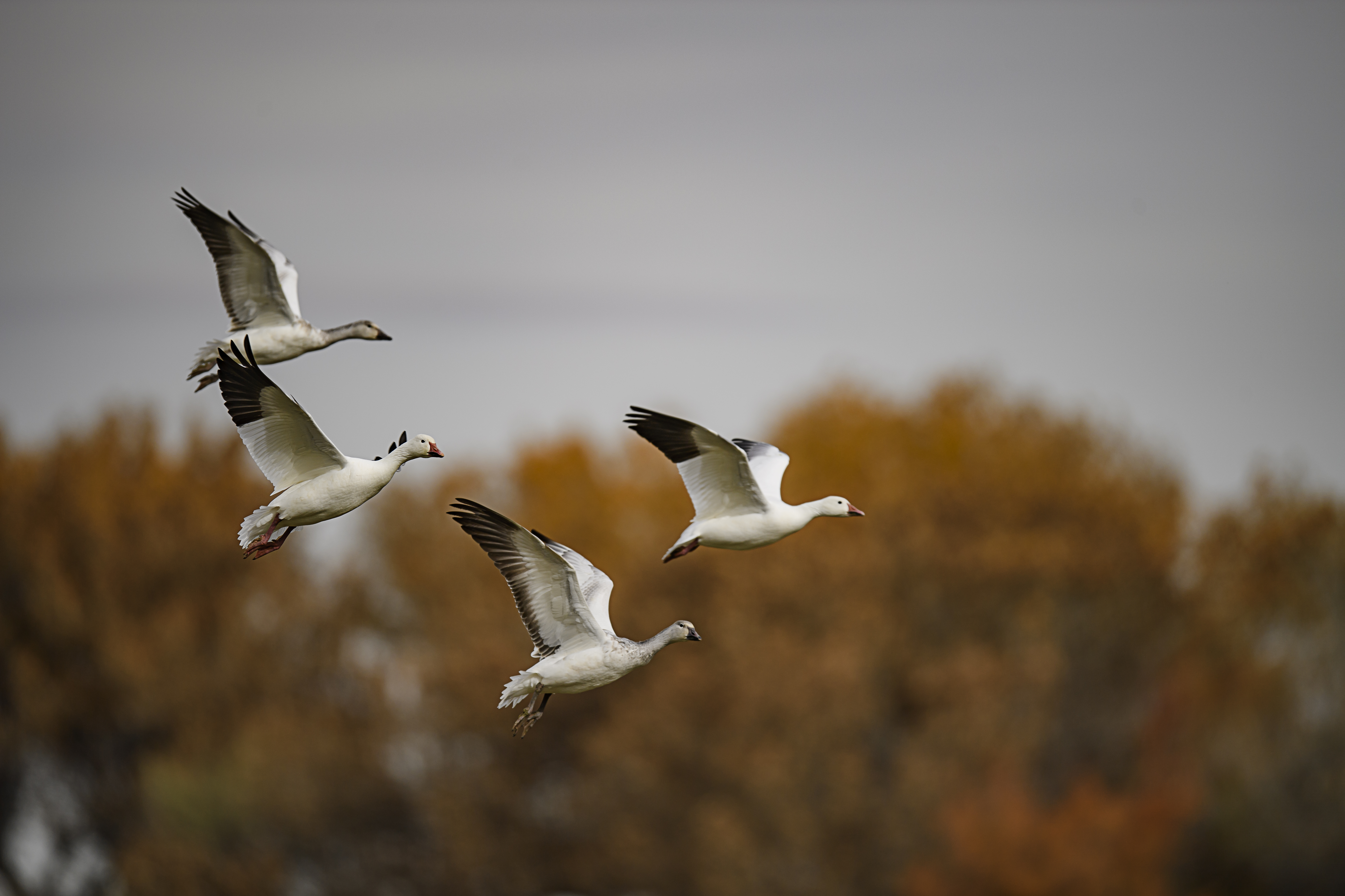 snowgeese-upbeat