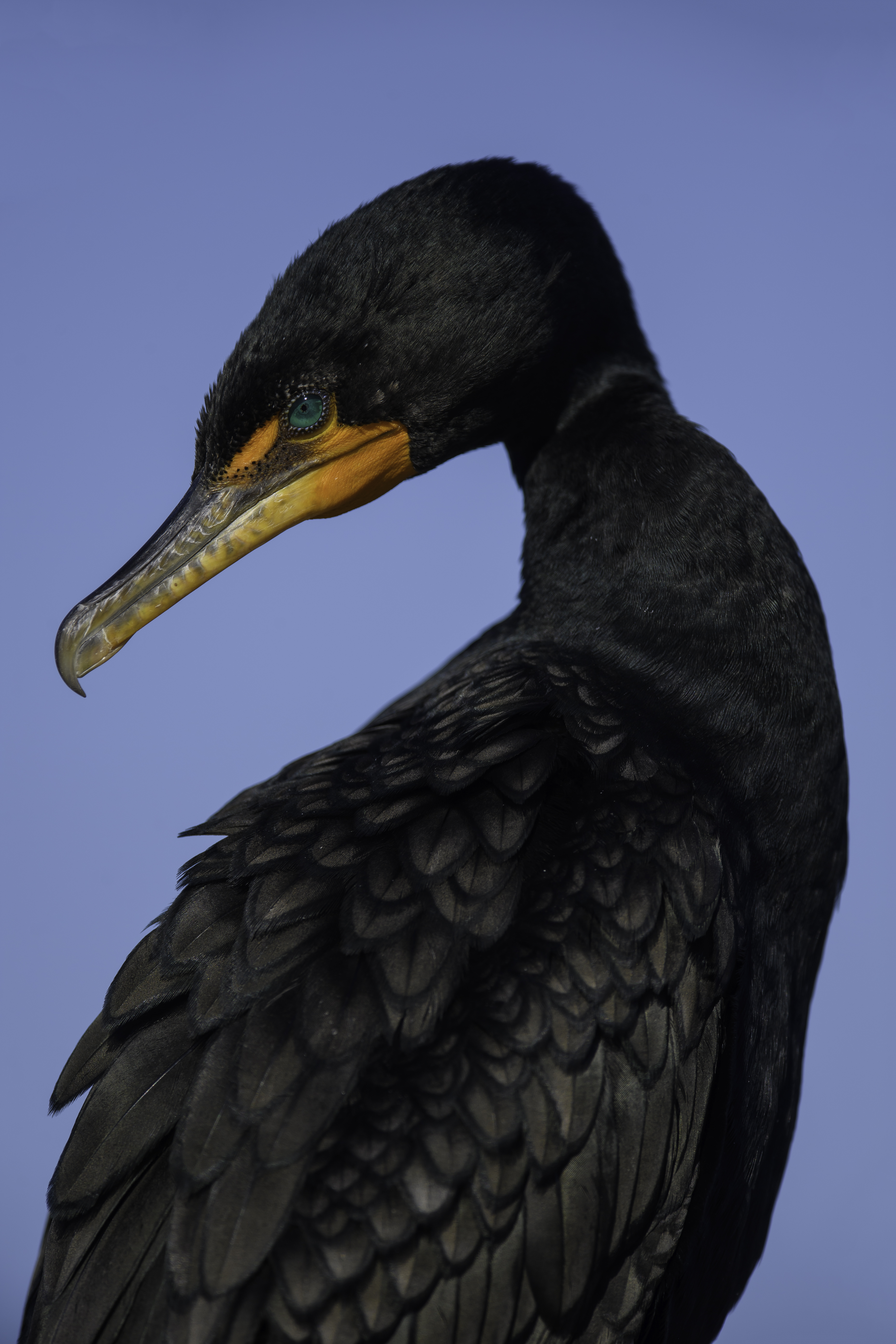 double crested cormorant.jpg