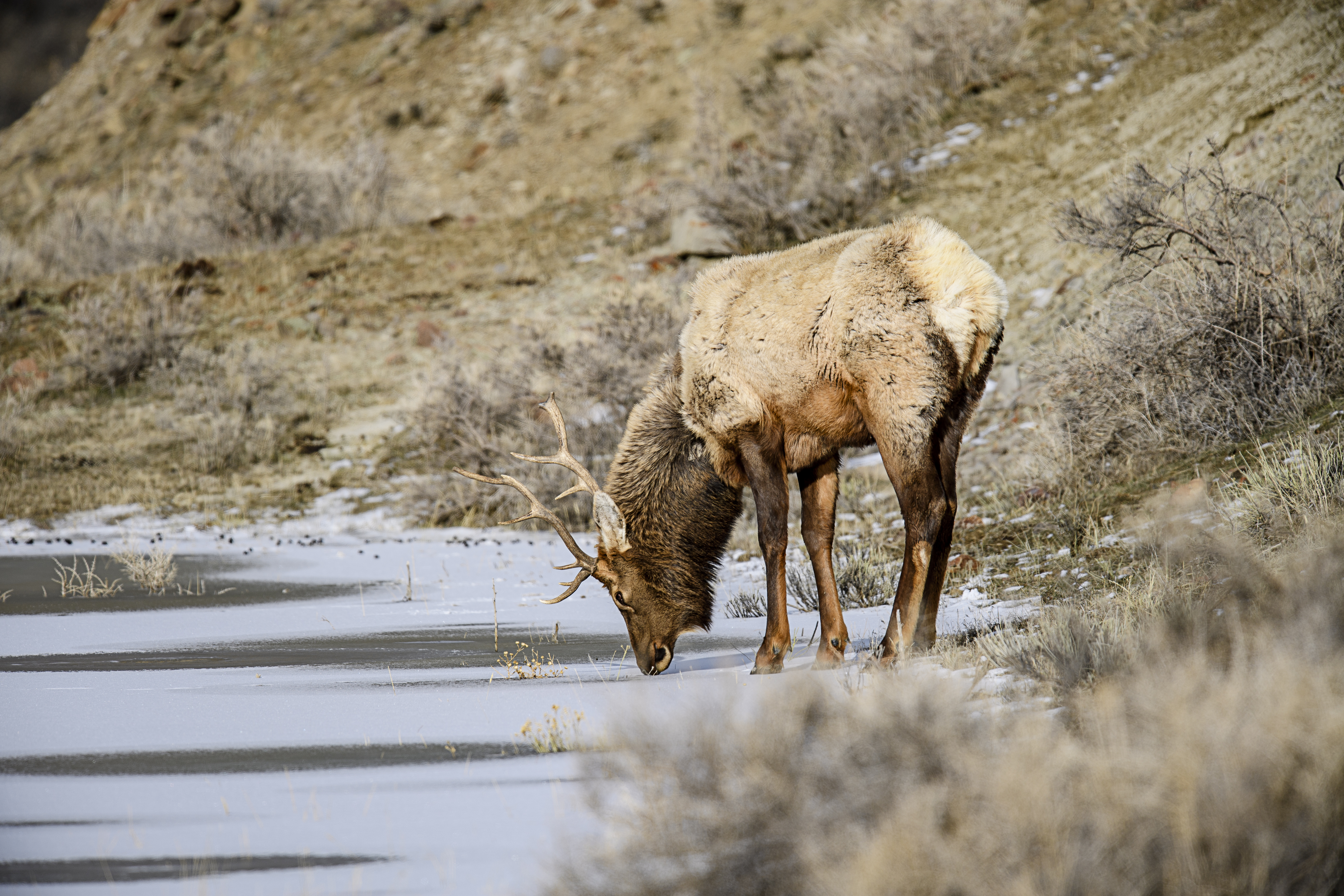 elk drinking.jpg