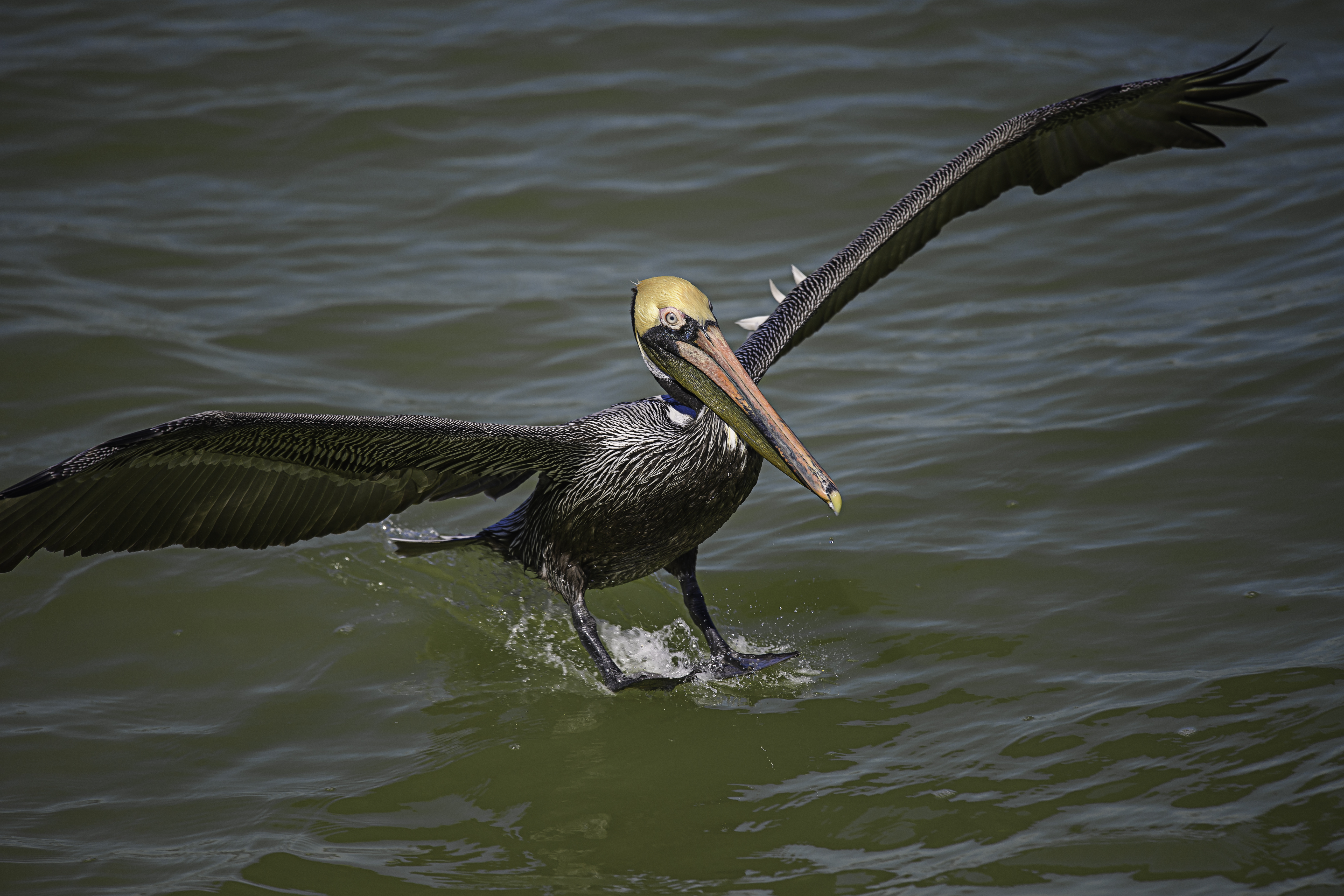 Florida brown pelican splashing down