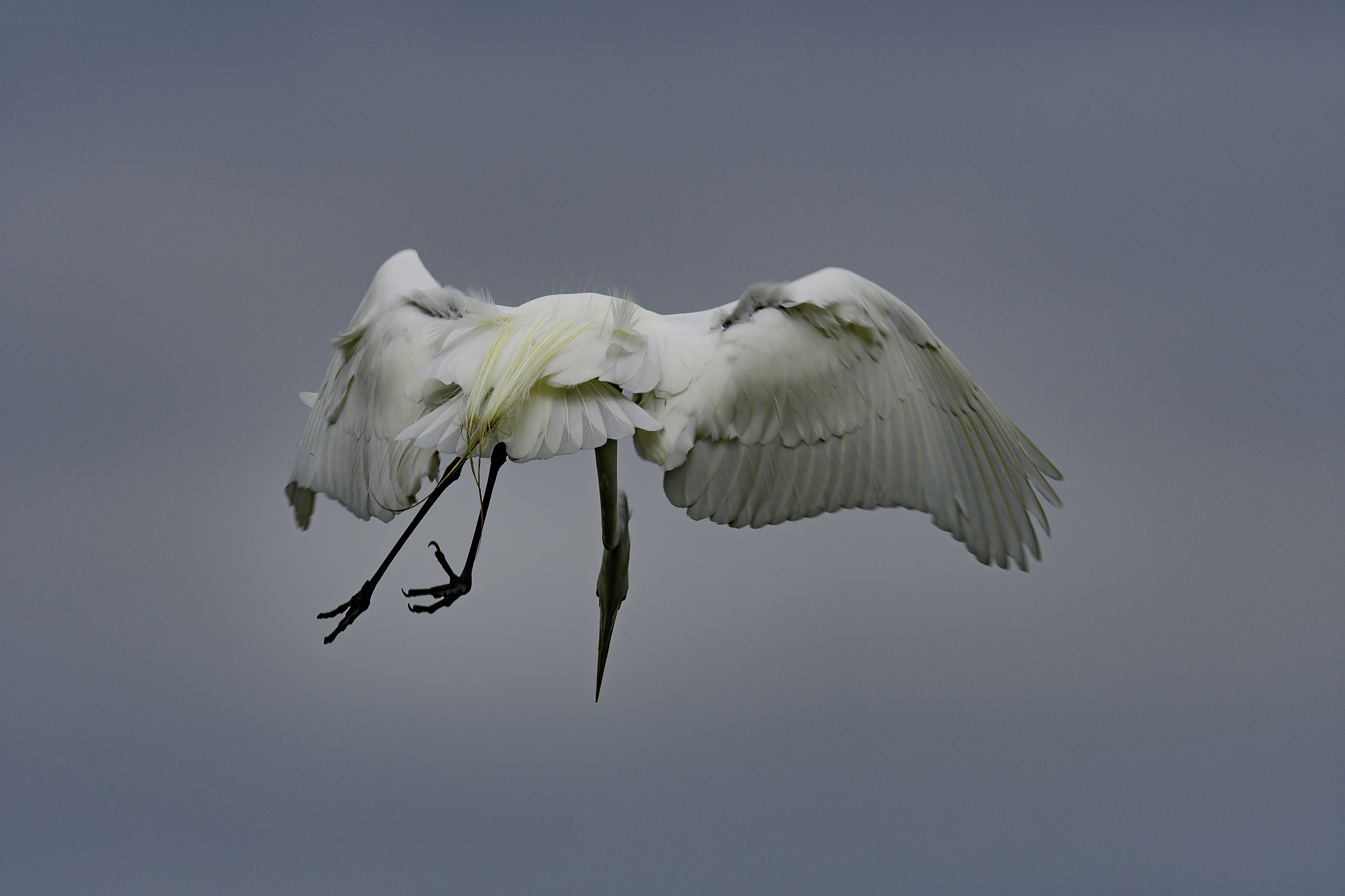 Egret nosedive 1