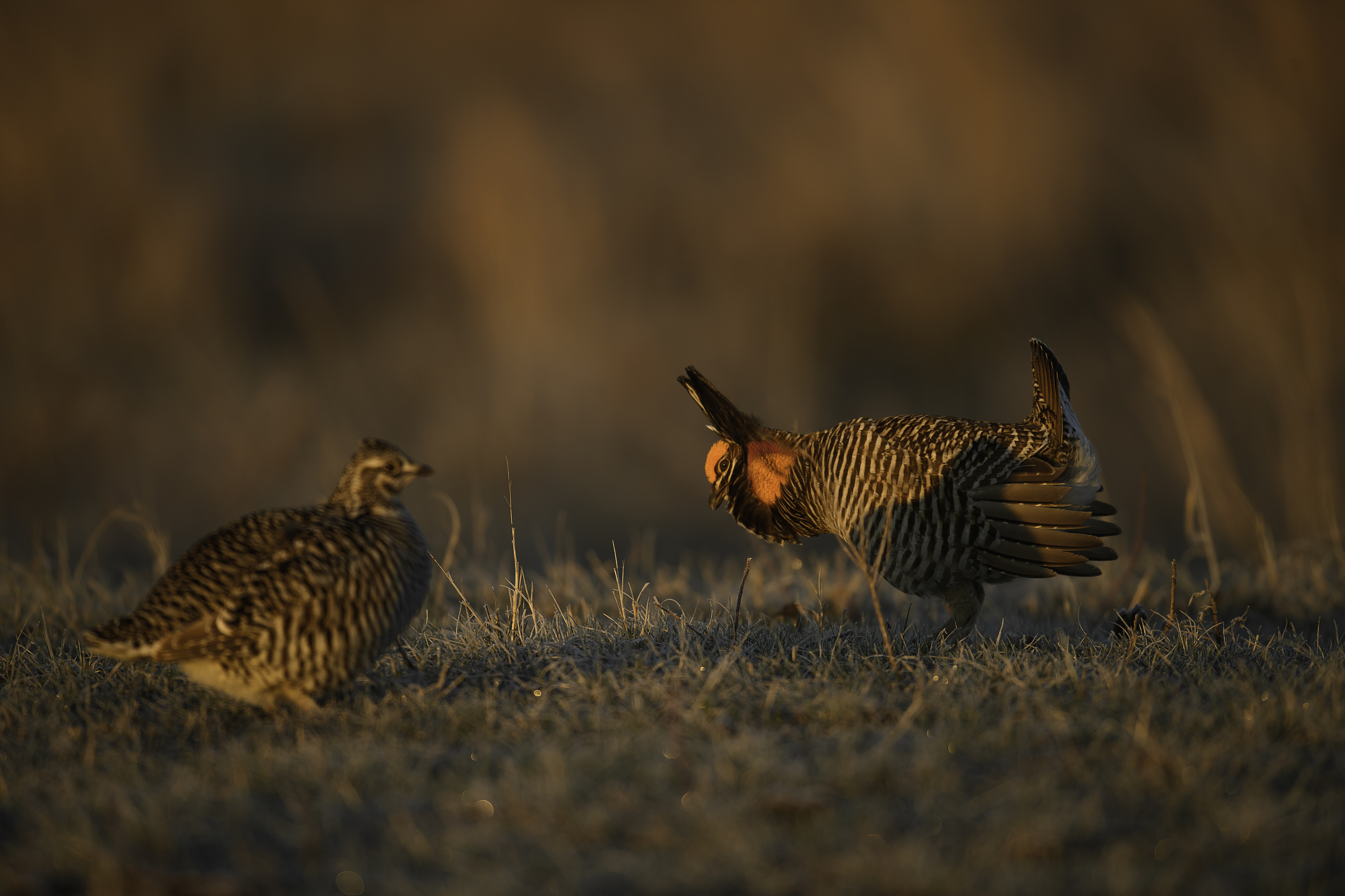 prairie chicken pair 1