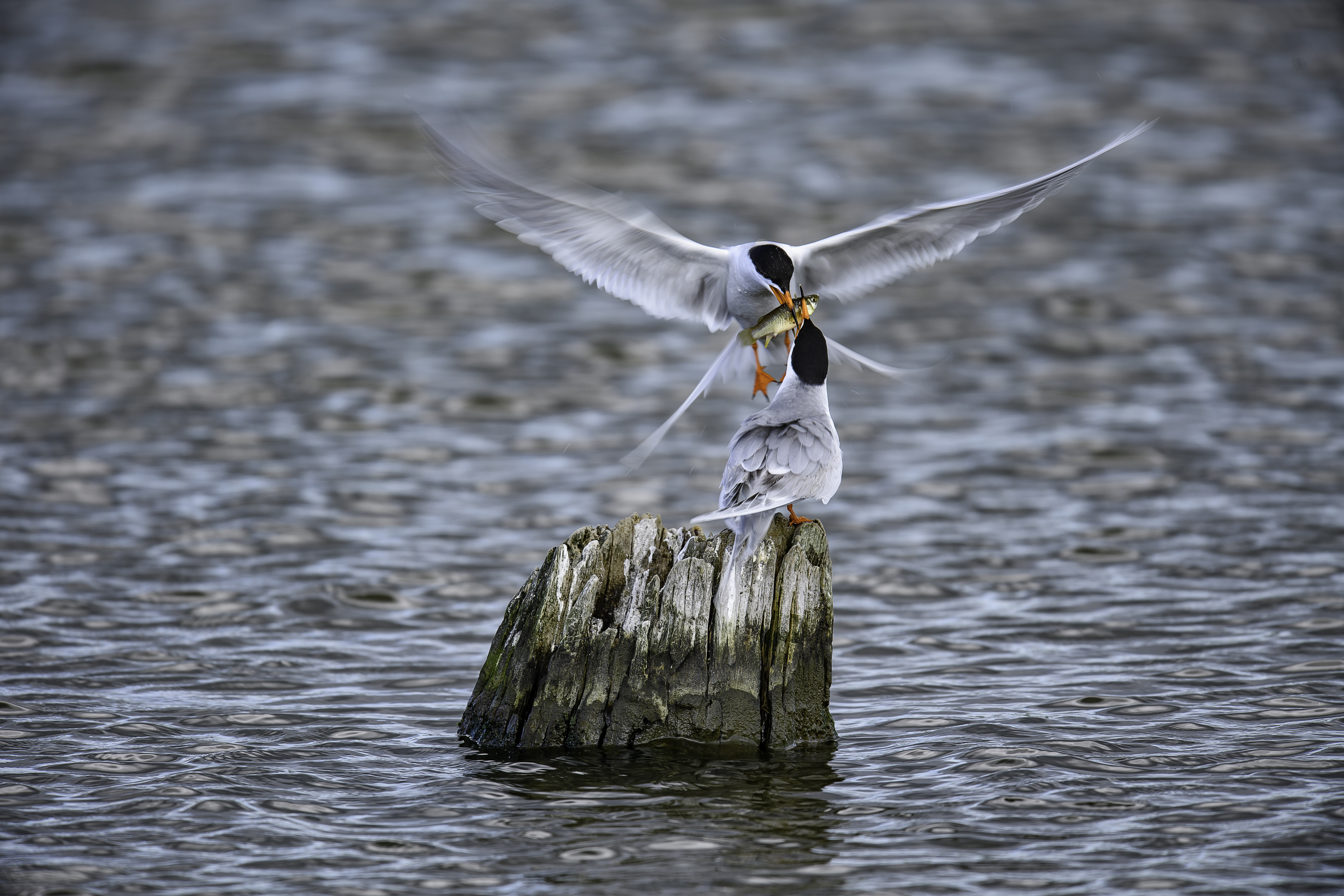 Forster's Terns with fish