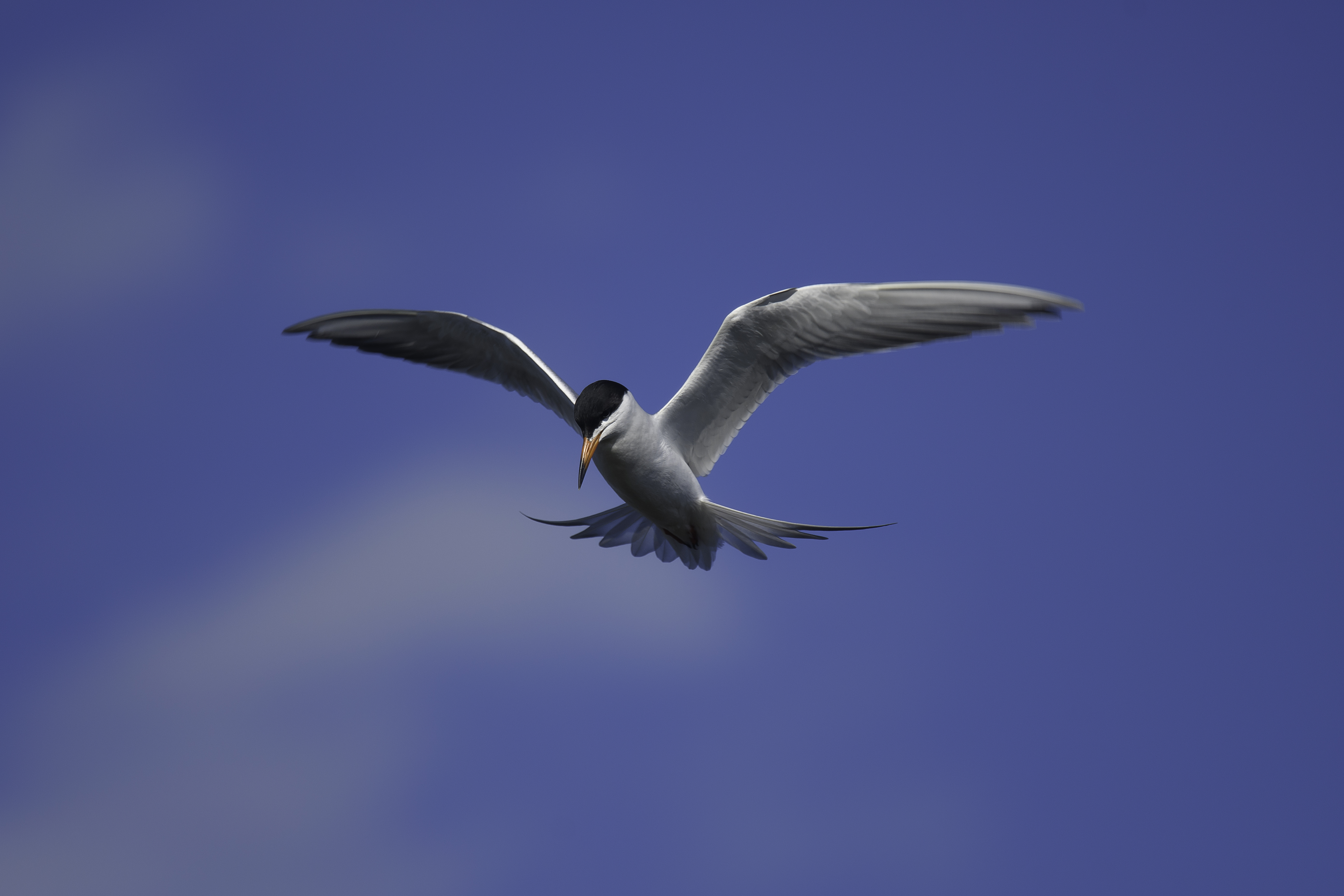 Good Tern 1