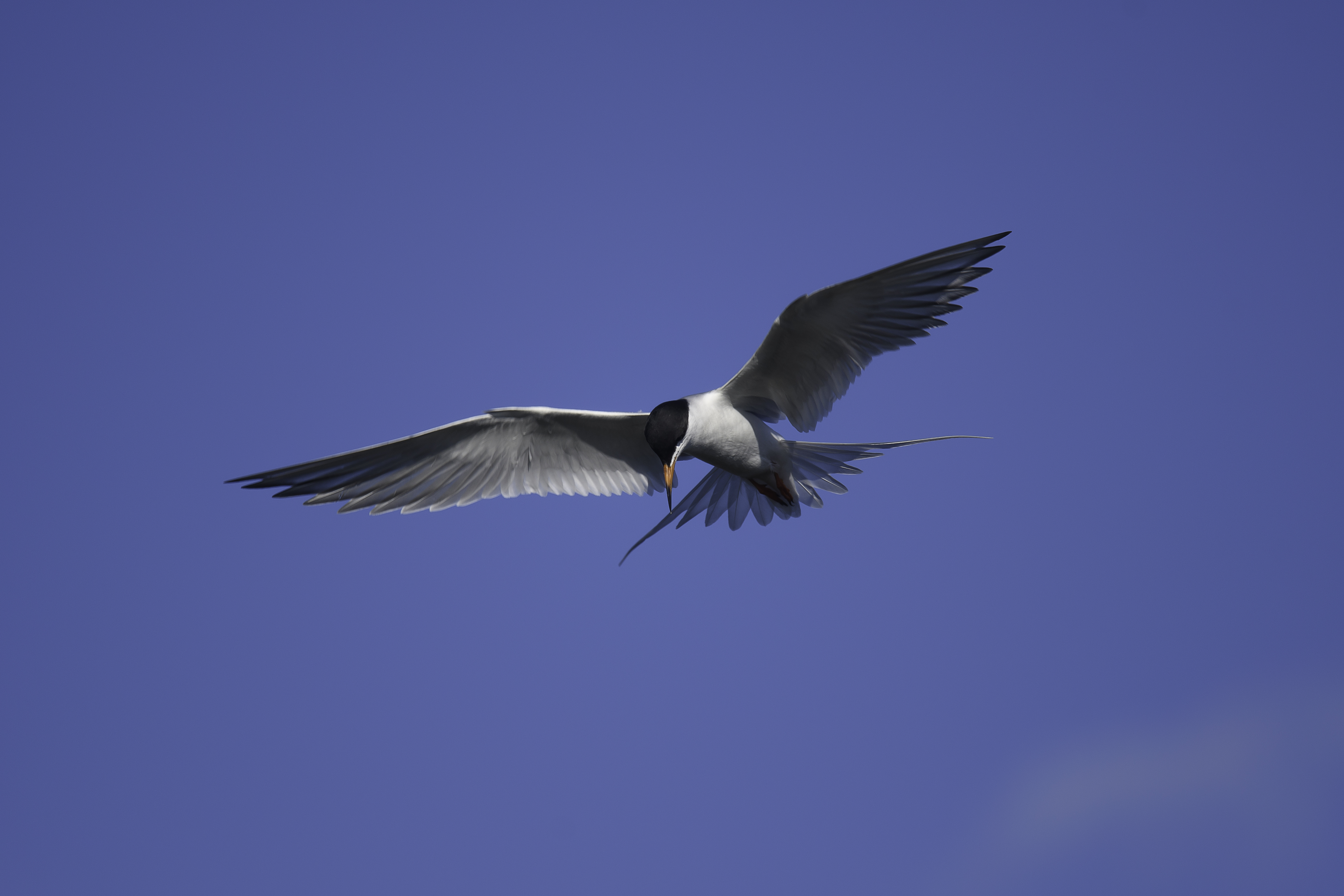 Good Tern 2.jpg