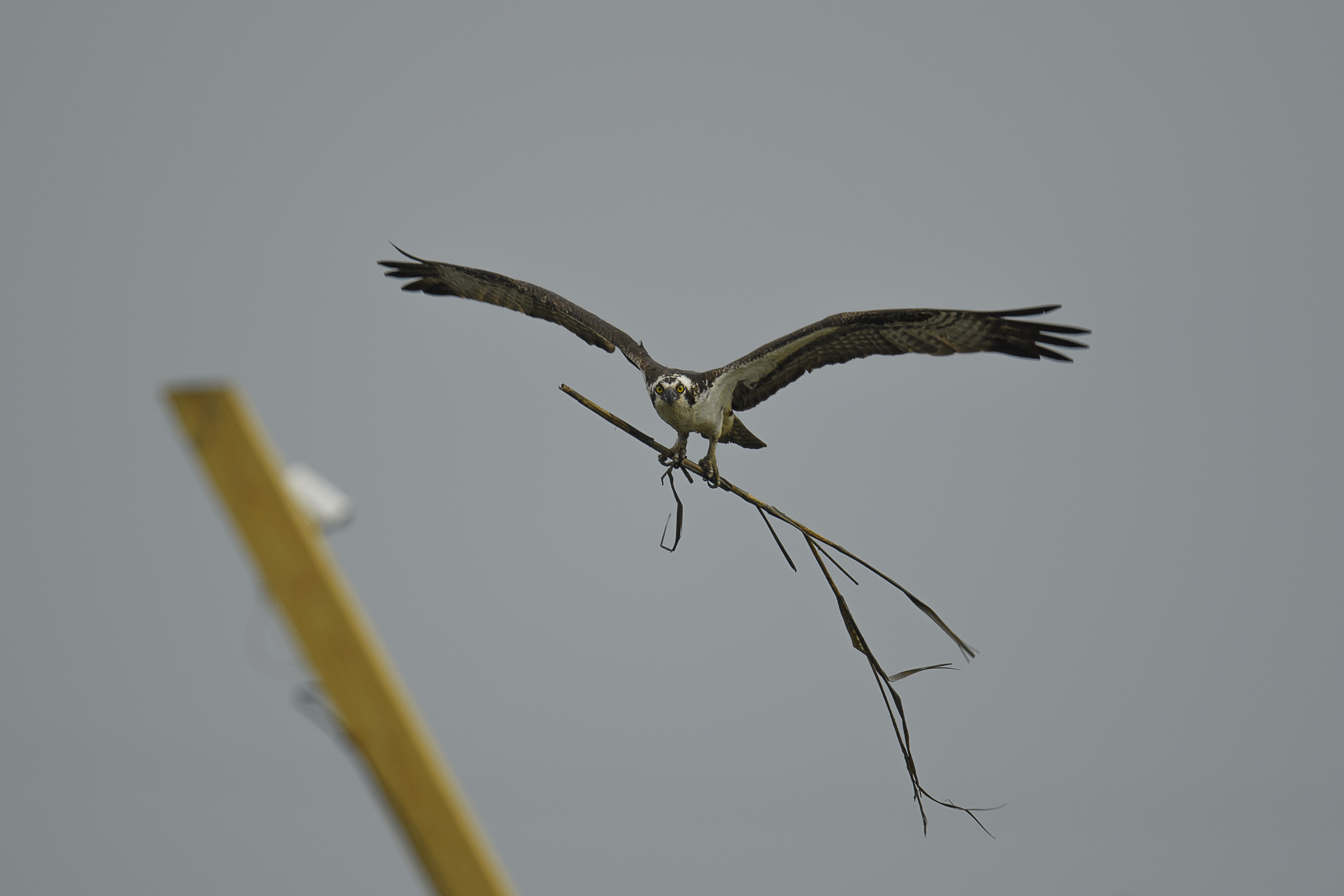 osprey with stick further out.jpg