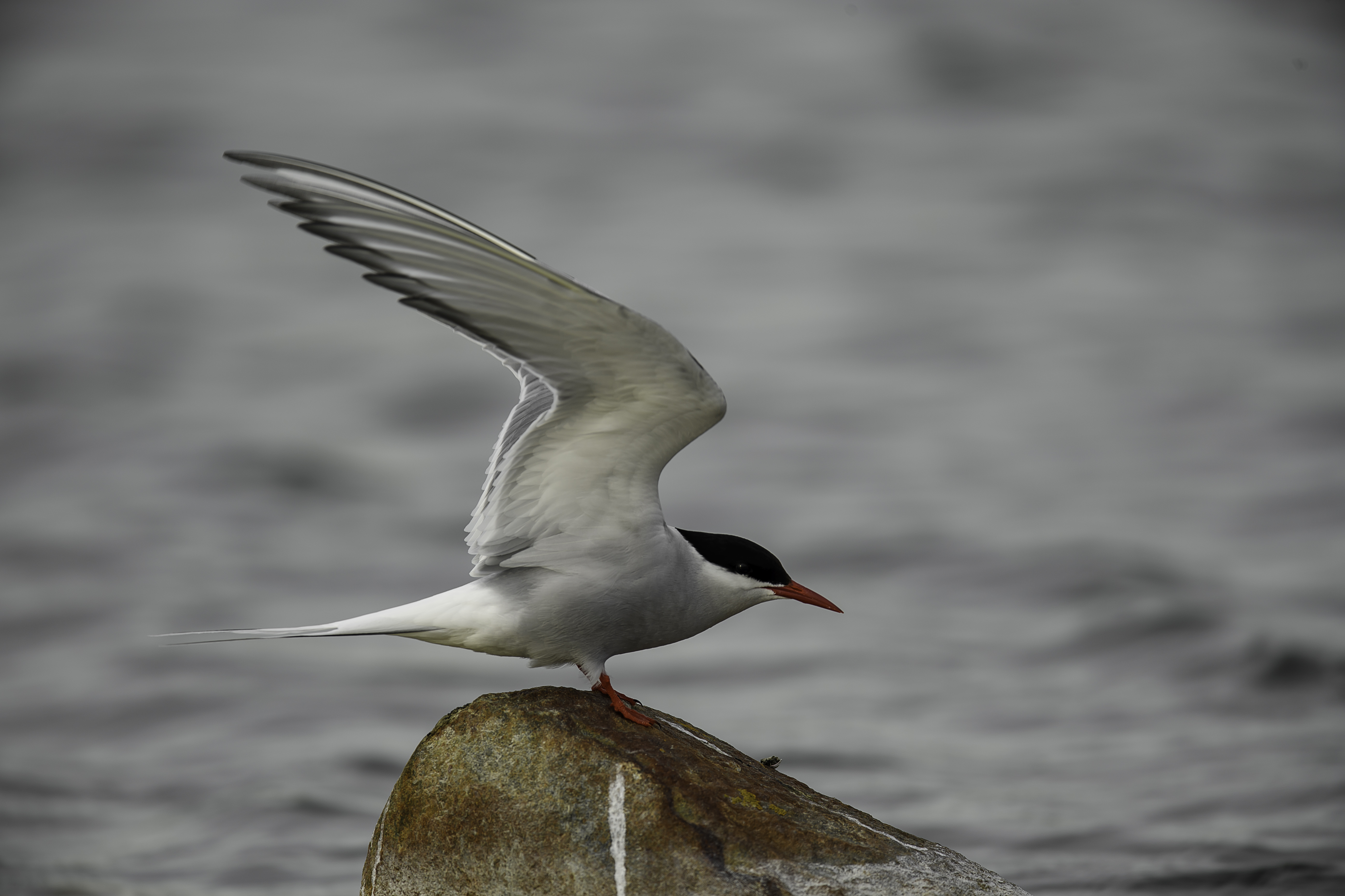 Artic Tern wings up on rock.jpg