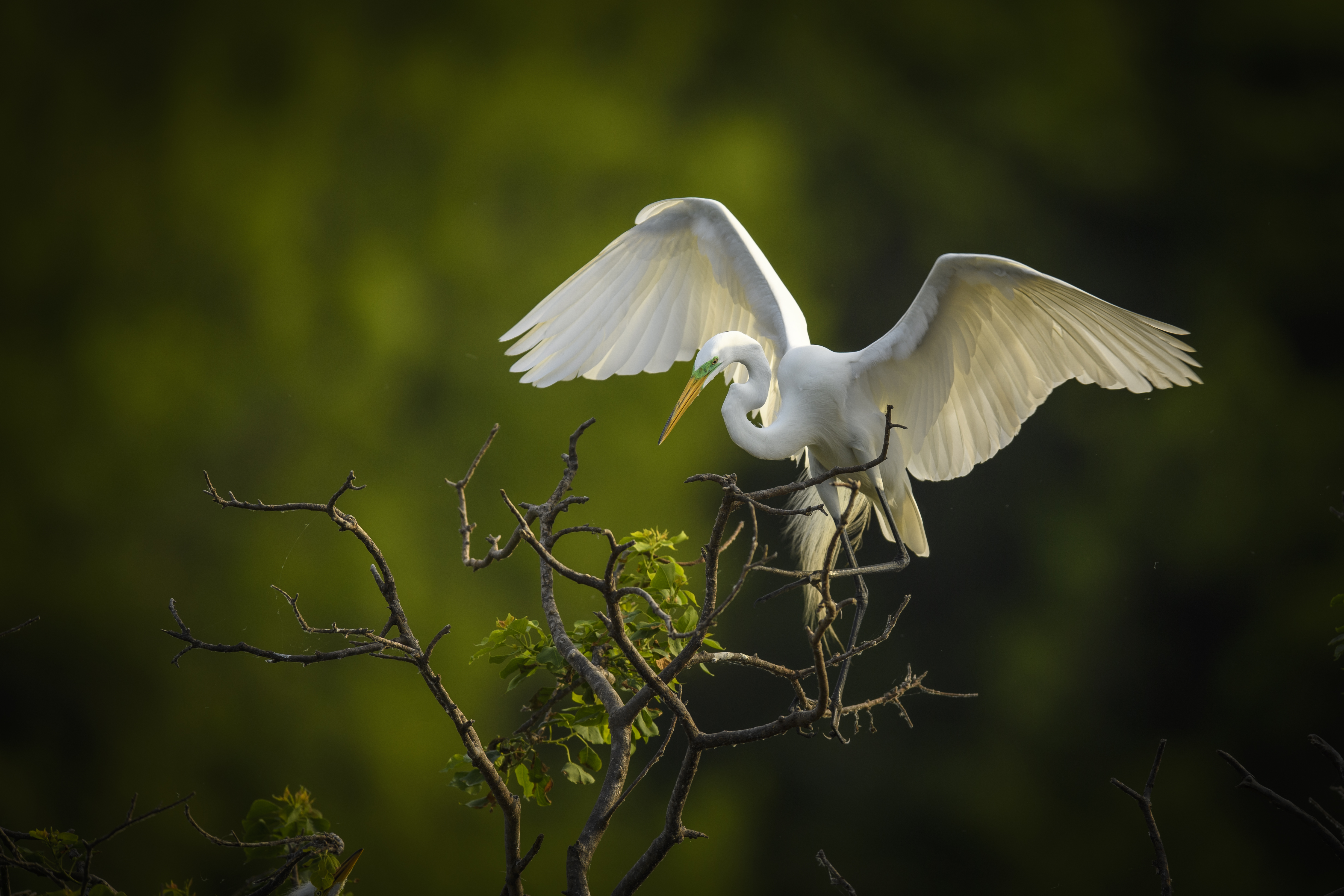 Great Egret trying to steady itself.jpg