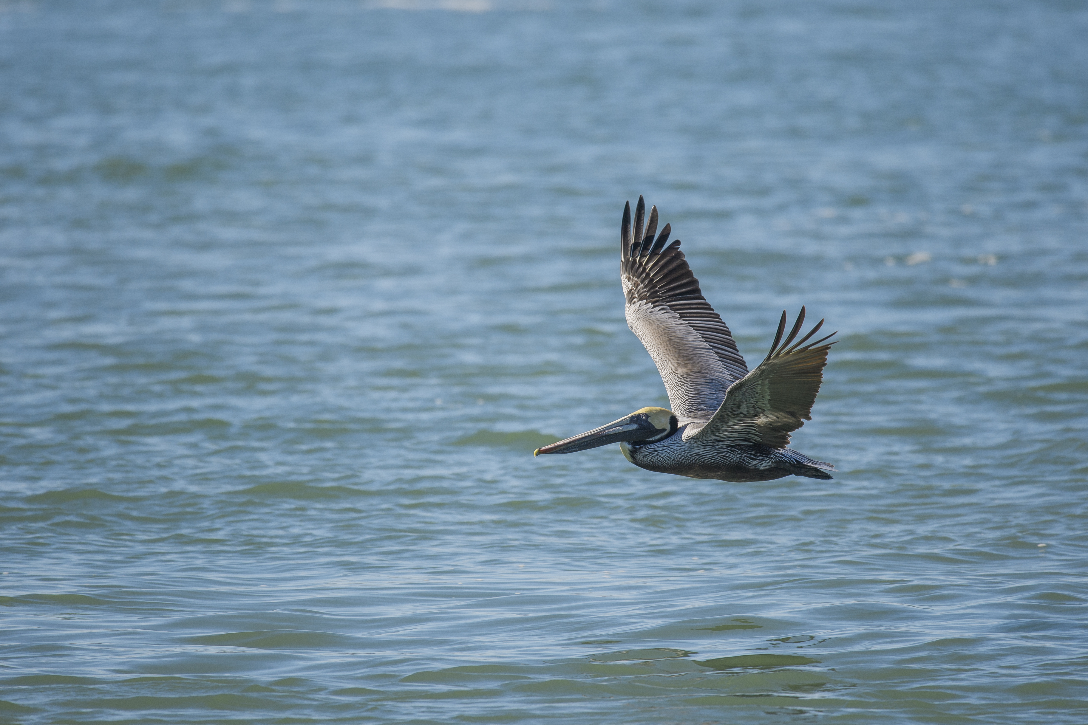 pelican port A