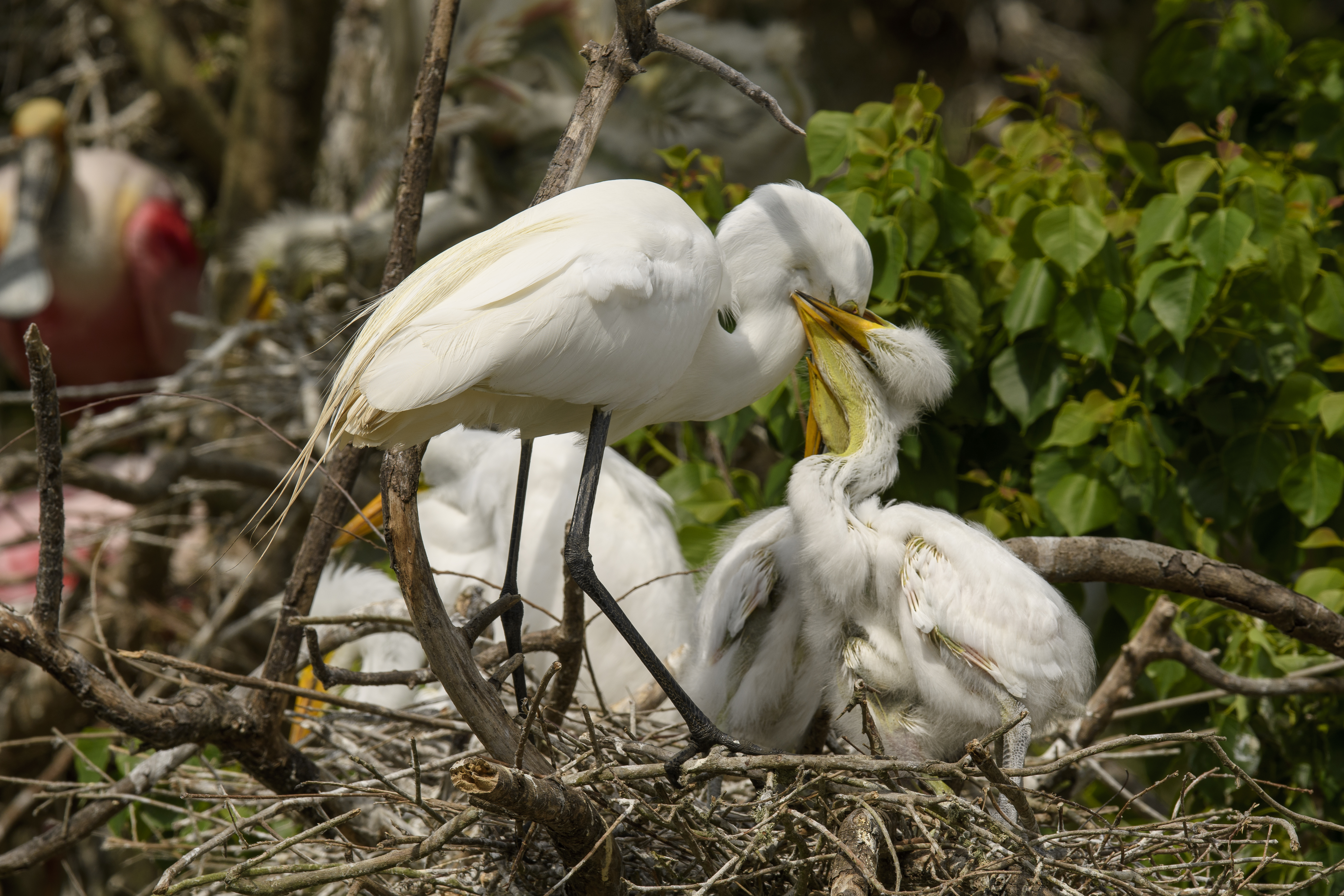 Egrets Feeding 1 High Island