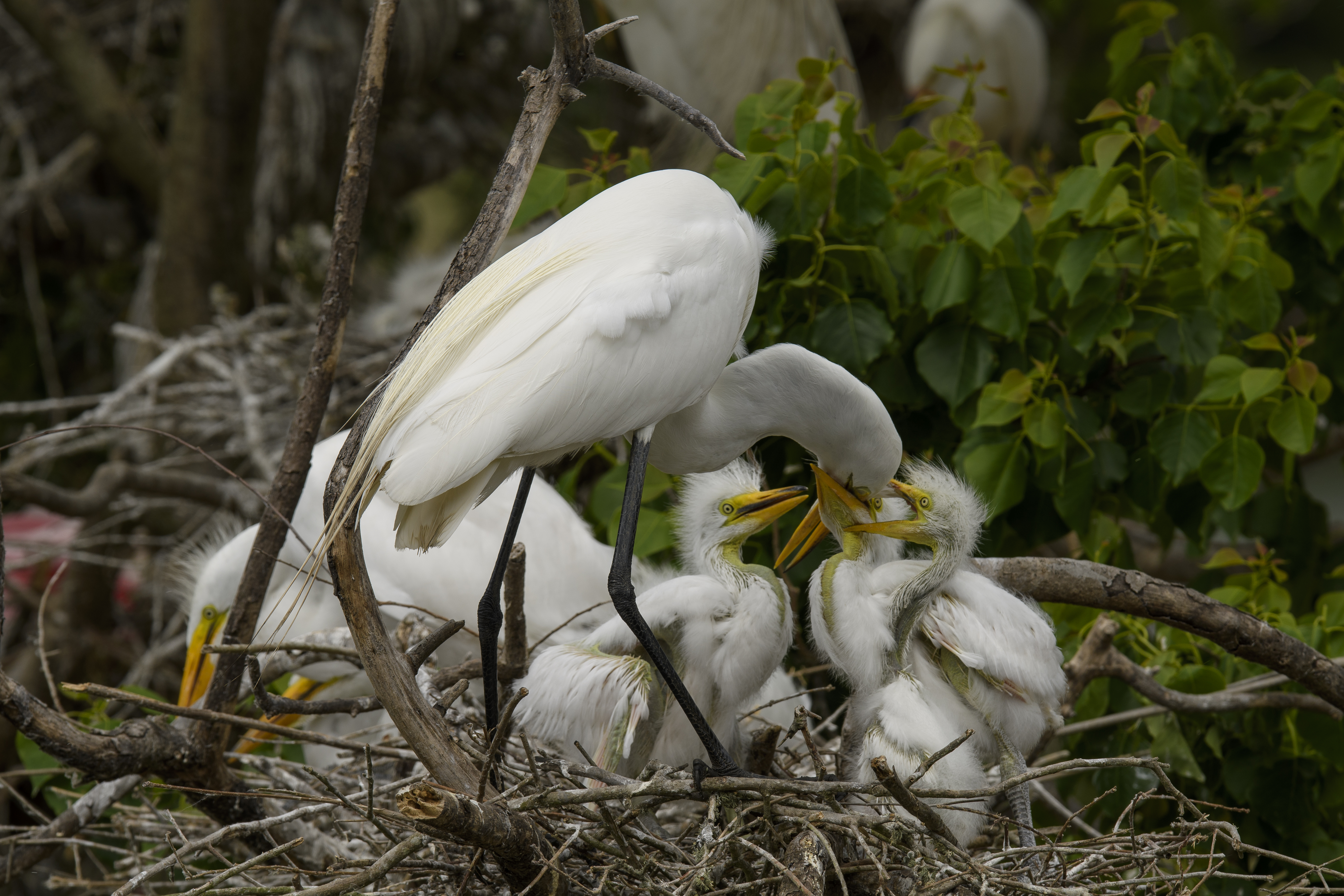 Egrets Feeding 1 High Island.jpg
