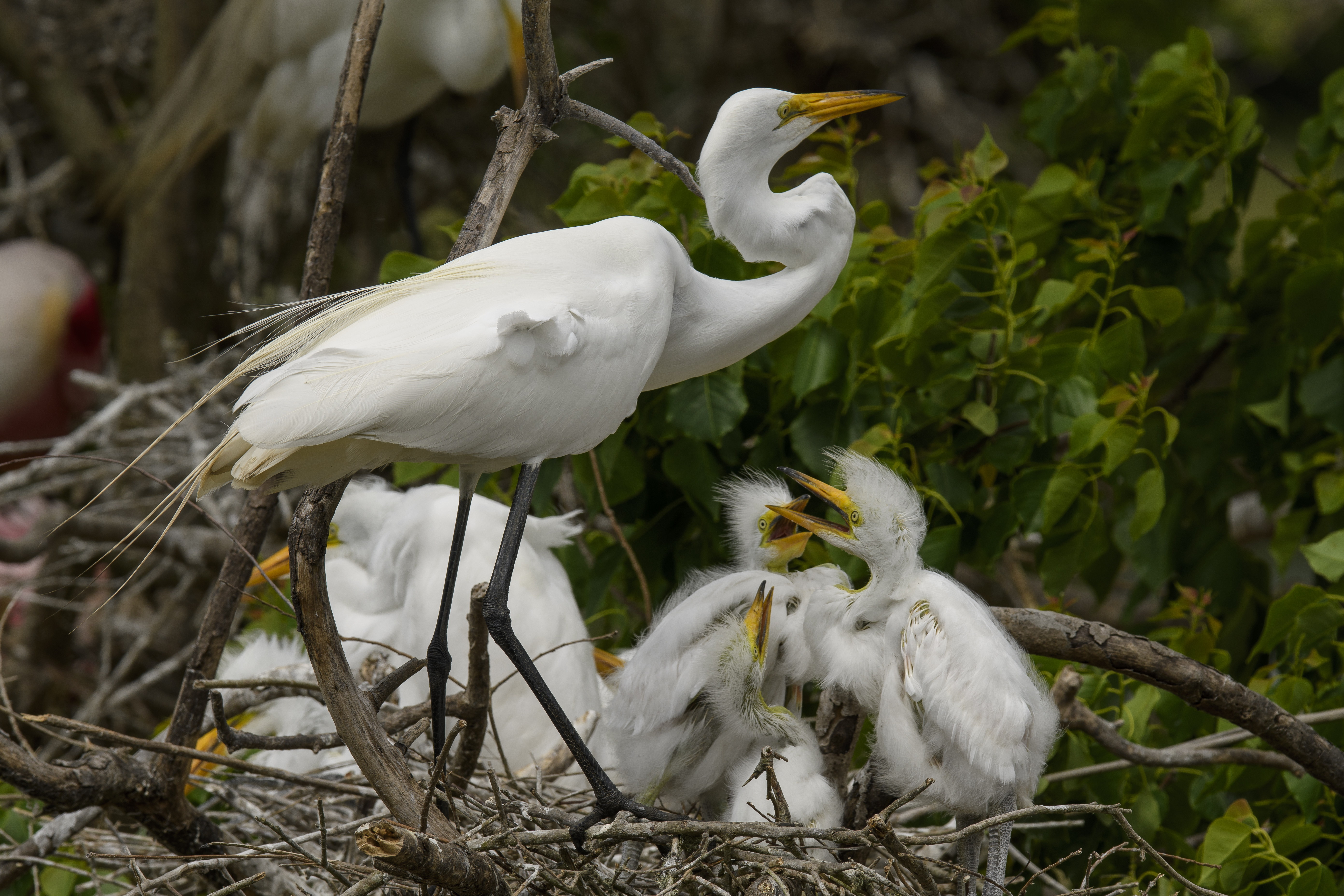 Egrets Feeding 2 High Island