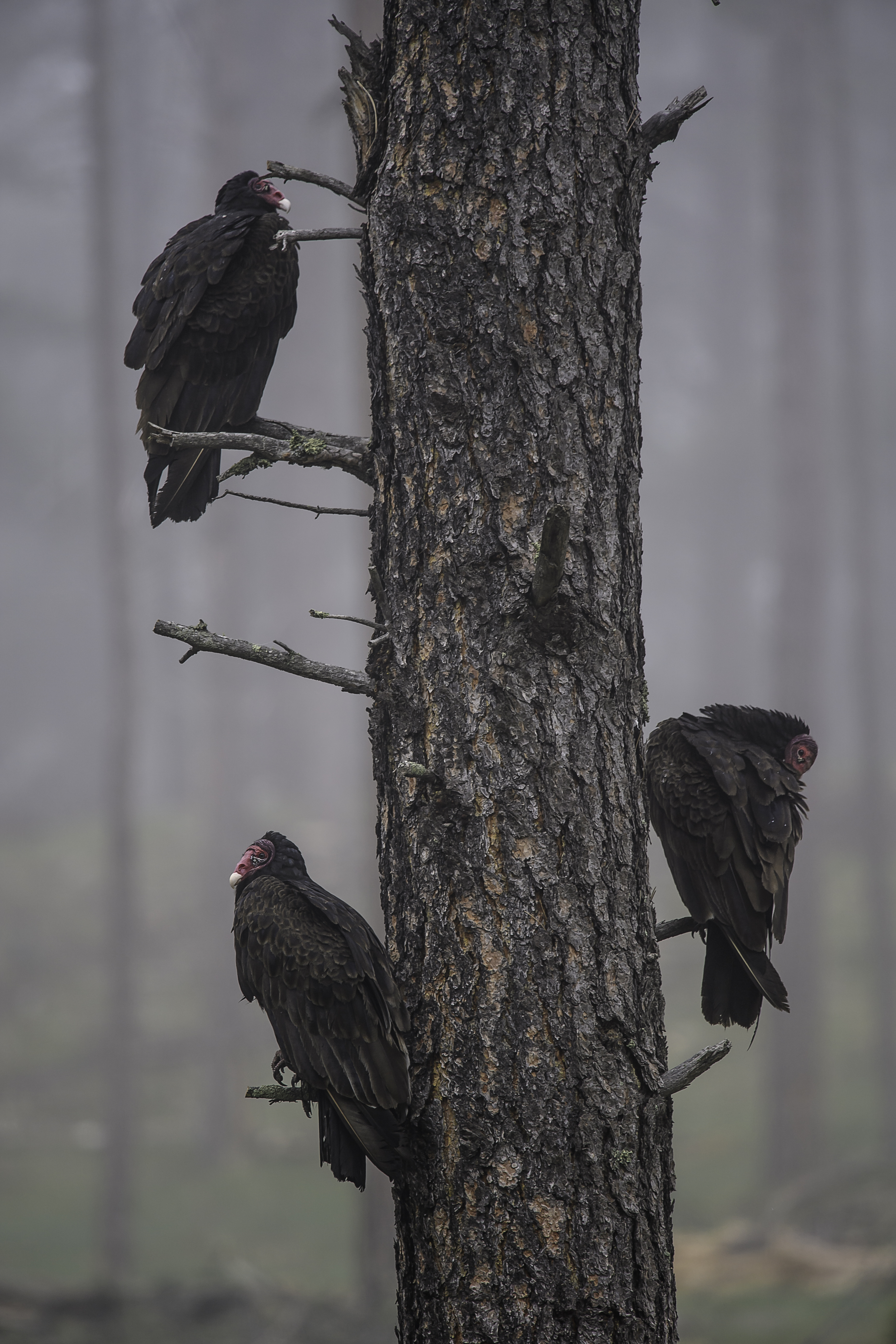 Vultures Waiting.jpg