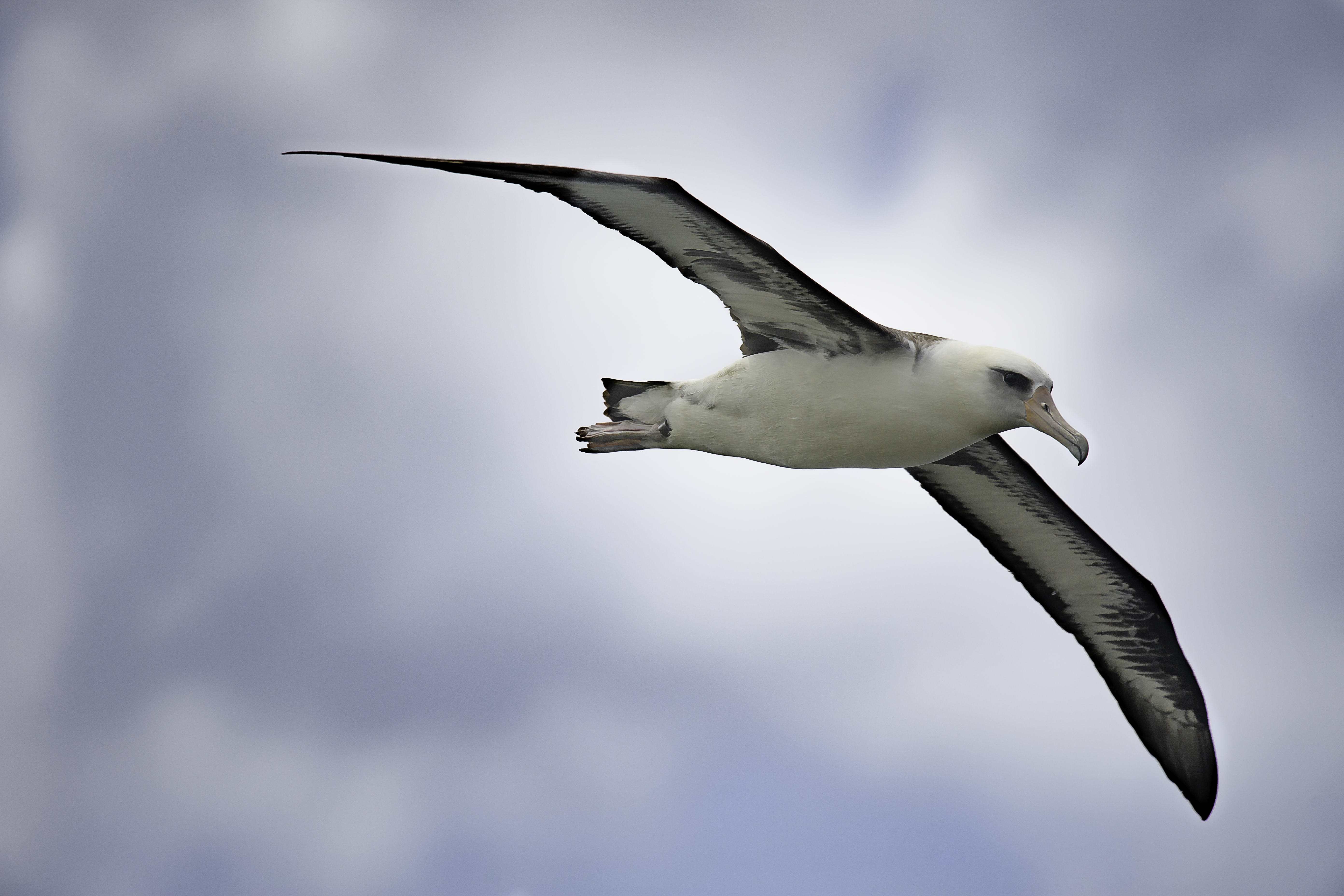 Albatross 001.jpg