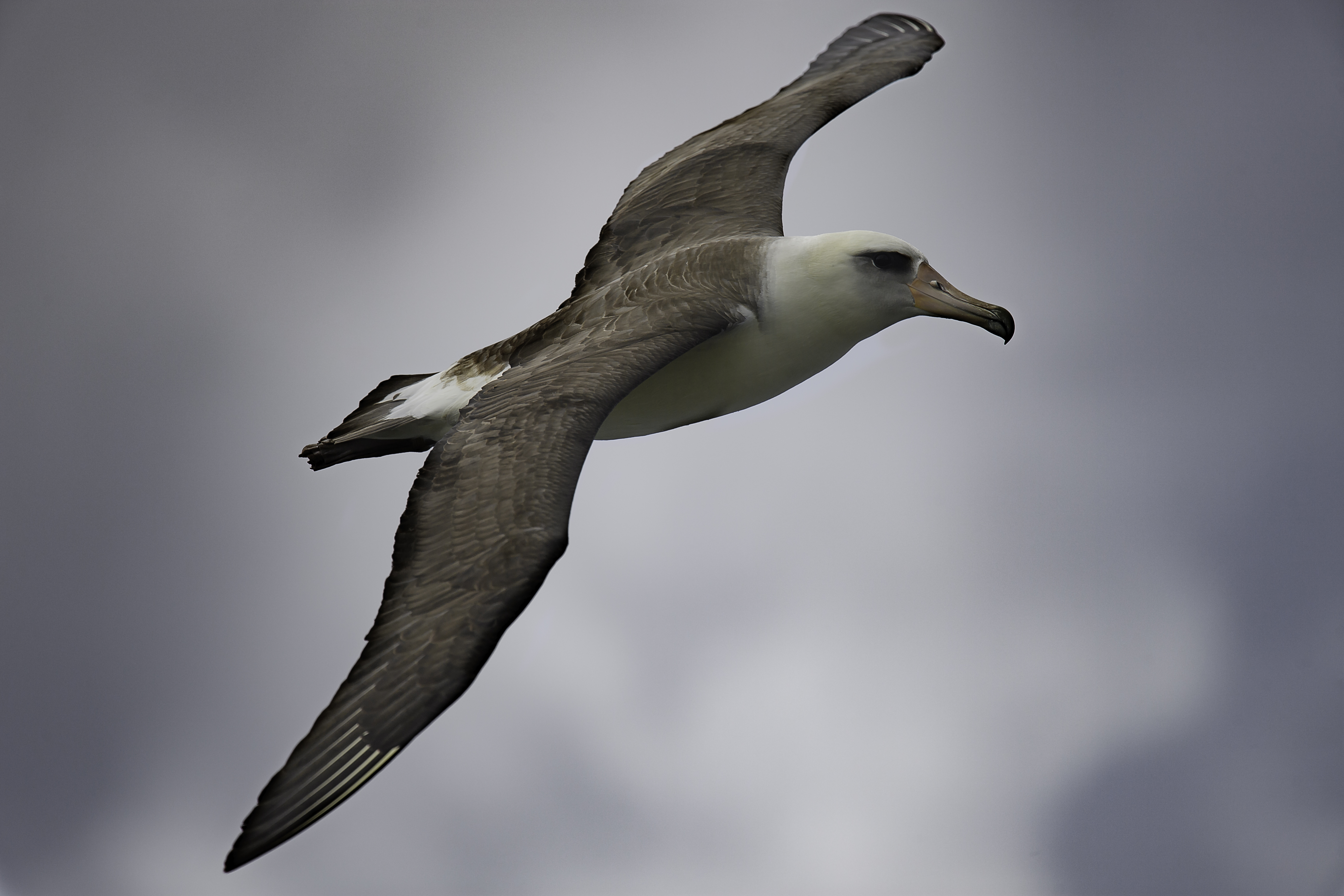 Albatross 002.jpg