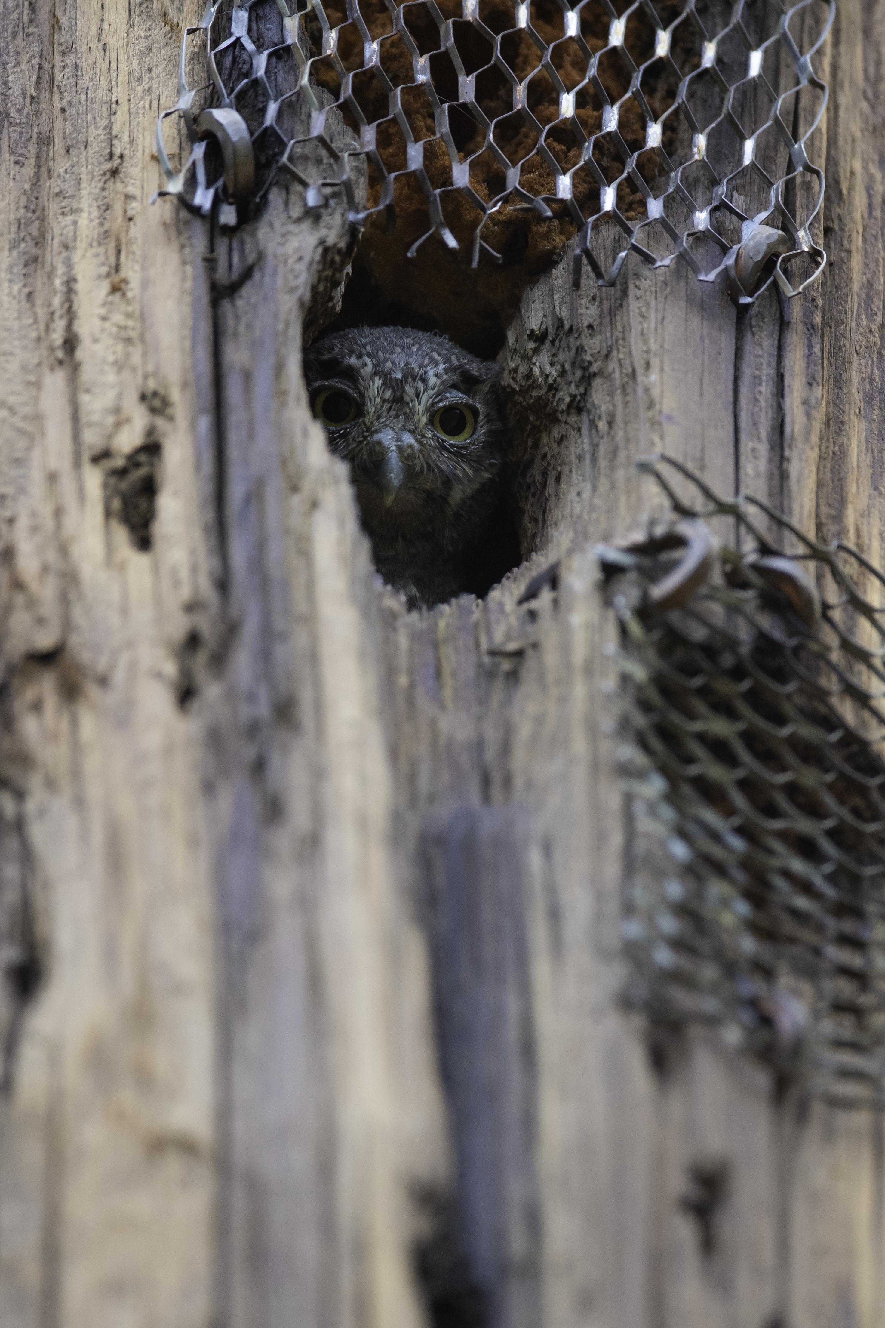 Day 1 Elf Owl nestling.jpg
