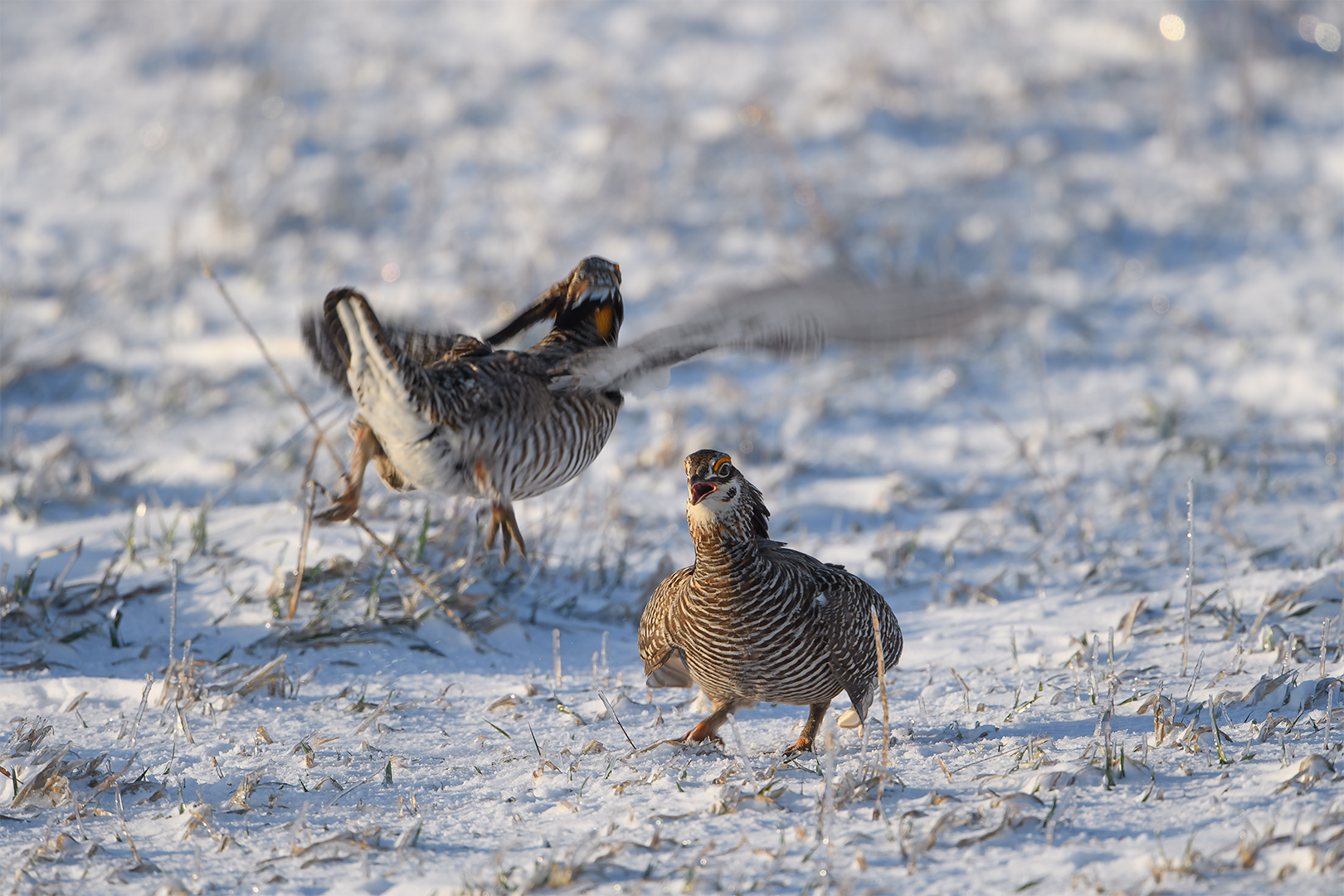 Chickens & Grouse Day 4 4994-1.jpg