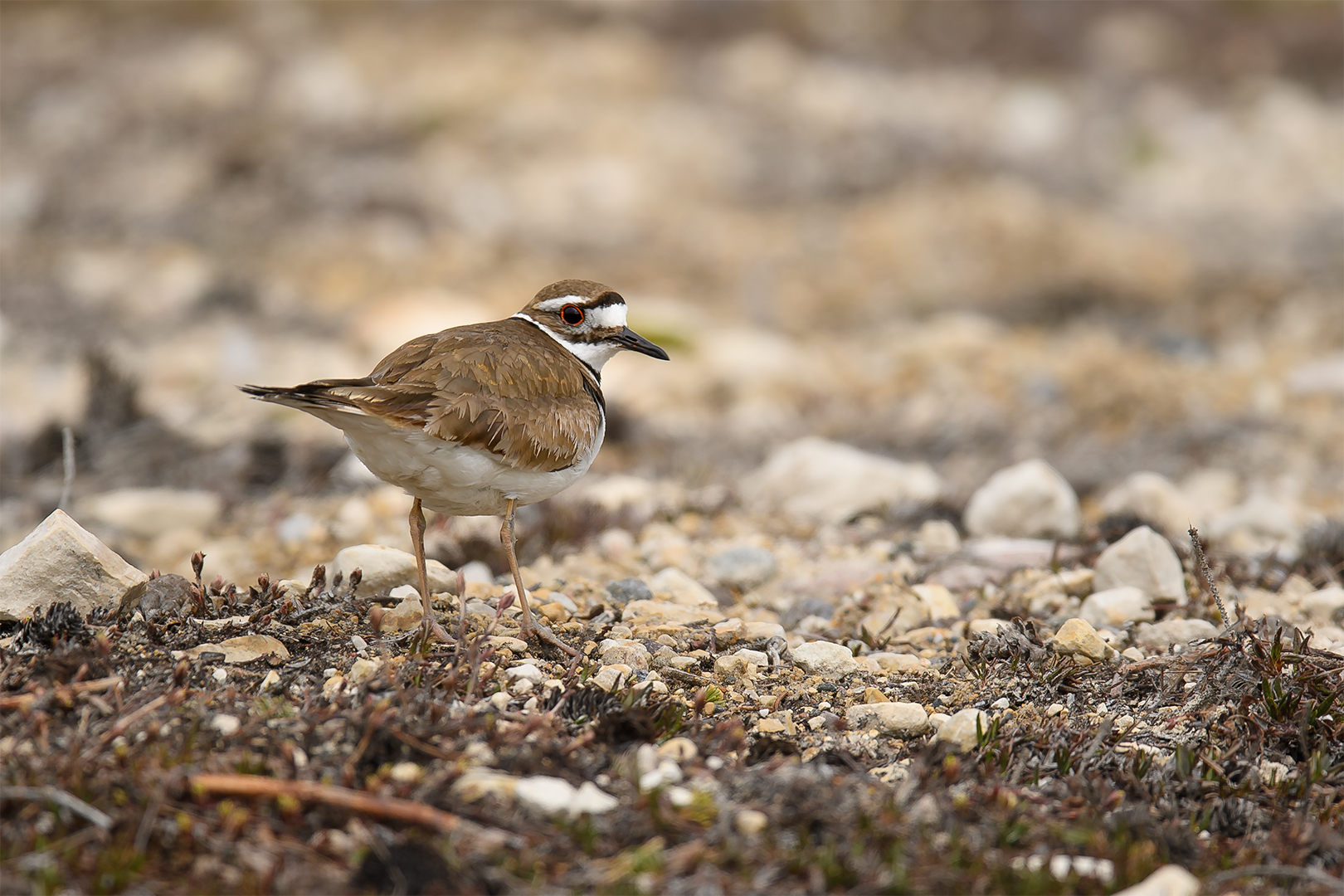 Churchill Day 6 157546-1.jpg