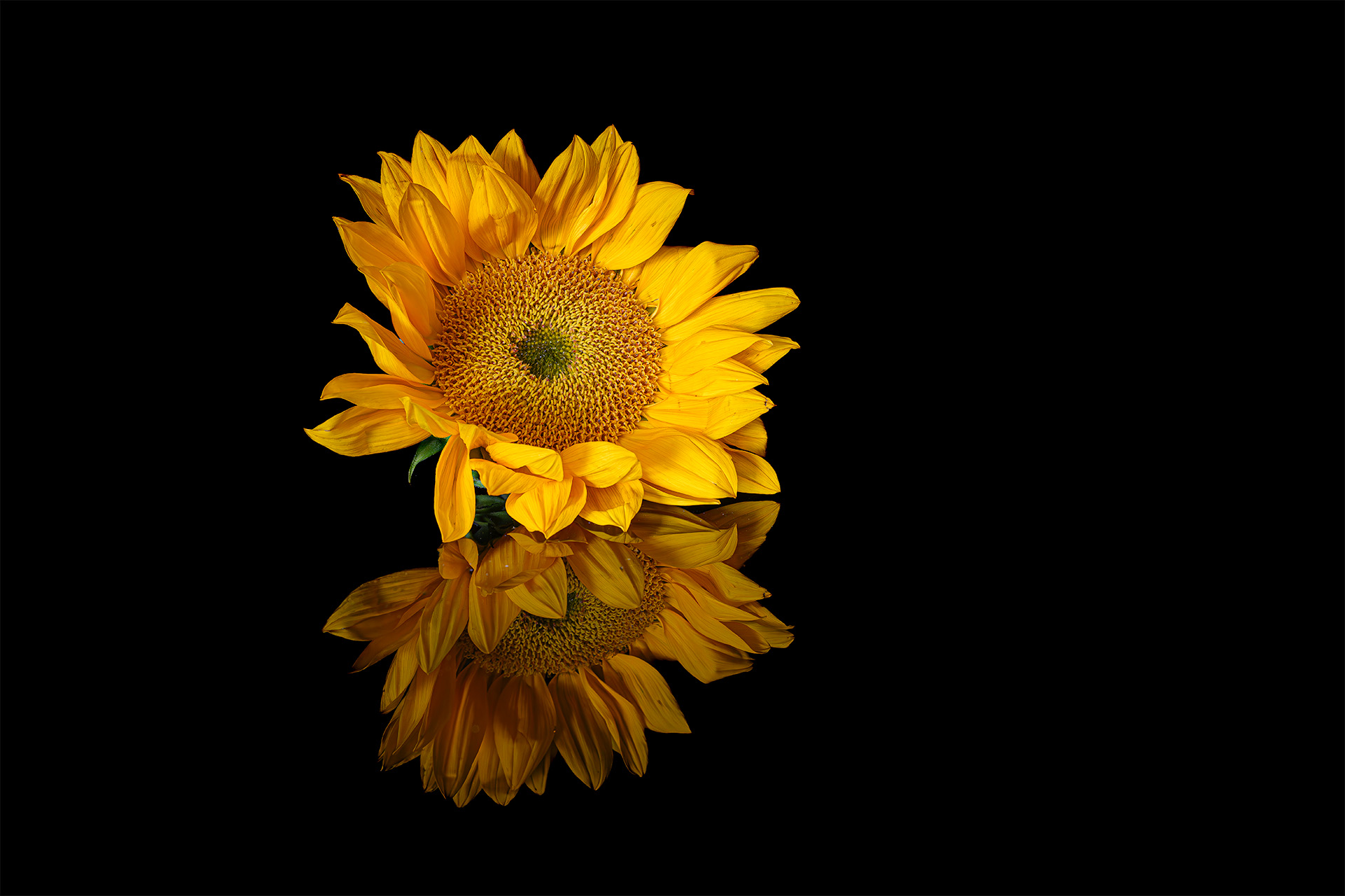 2024—Double Sunflower – In Focus Daily